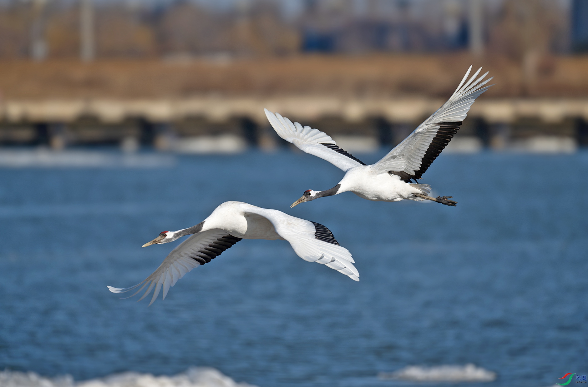 DSC_6127d.jpg