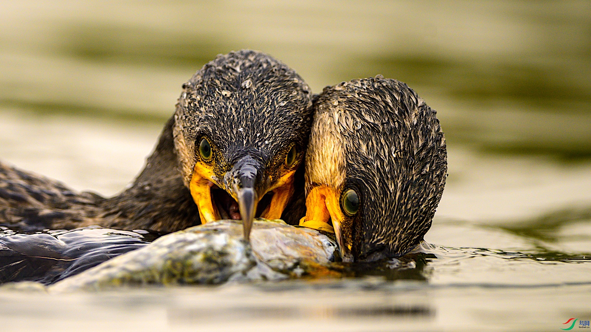 1-2_XXL5298 ����.jpeg