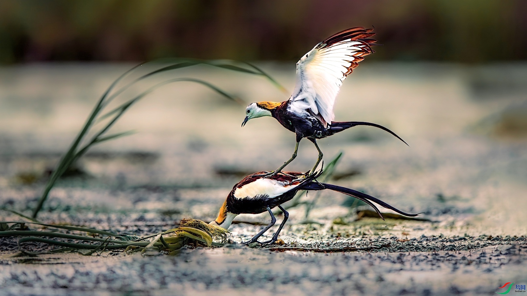 1-2_XXL5334-����ǿ-NR ���� 3-1.jpeg