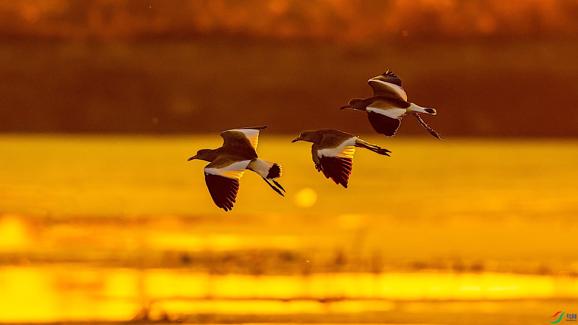 1-2DSC_0719 ����.jpeg