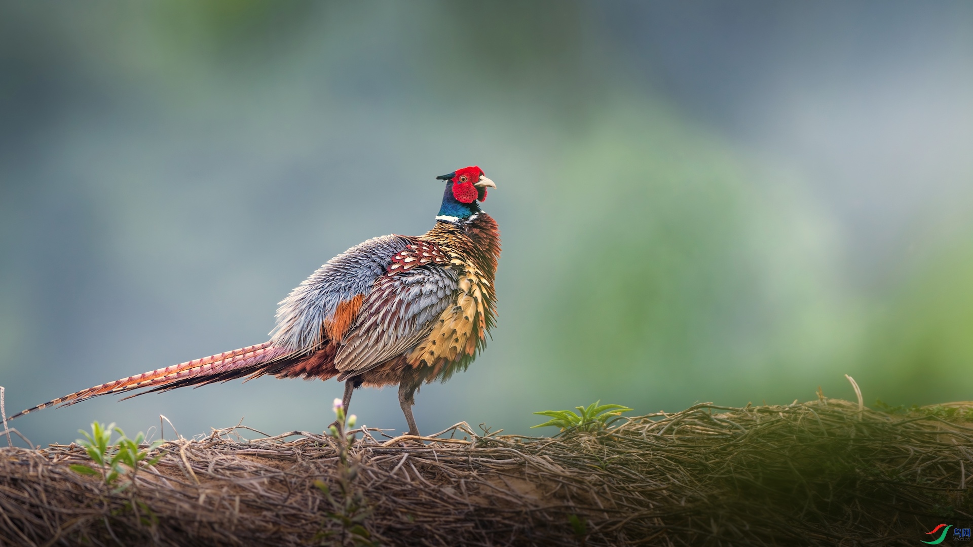 1XXI_1772-����ǿ-NR ����.jpeg