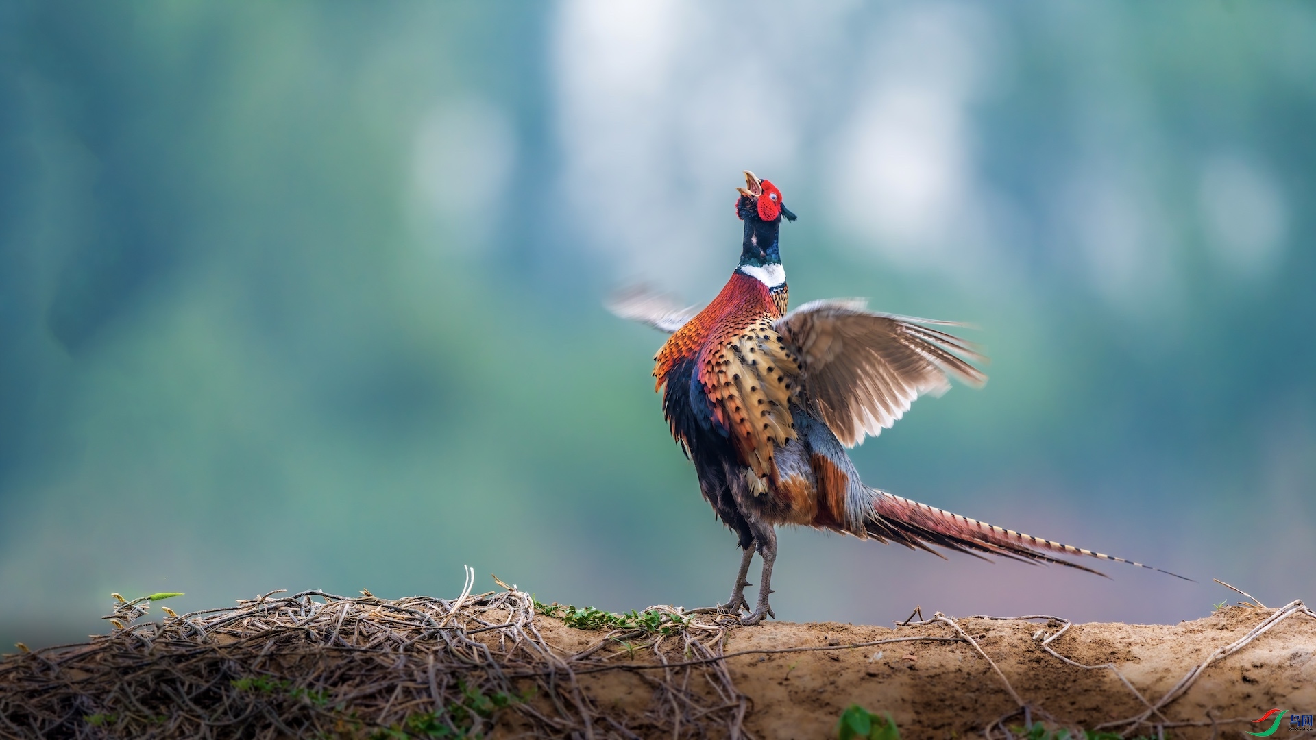 1XXI_1824-����ǿ-NR ����.jpeg