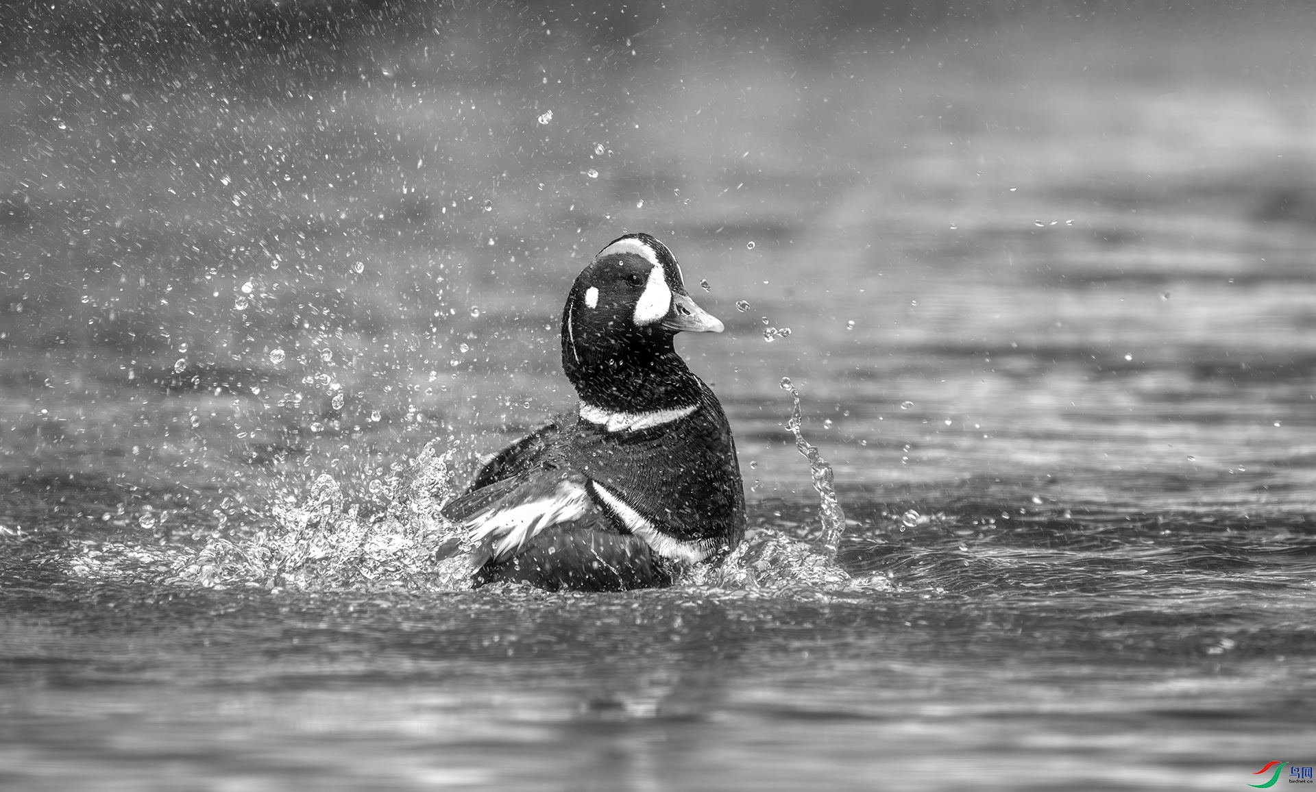 DSC04154 ����.jpg