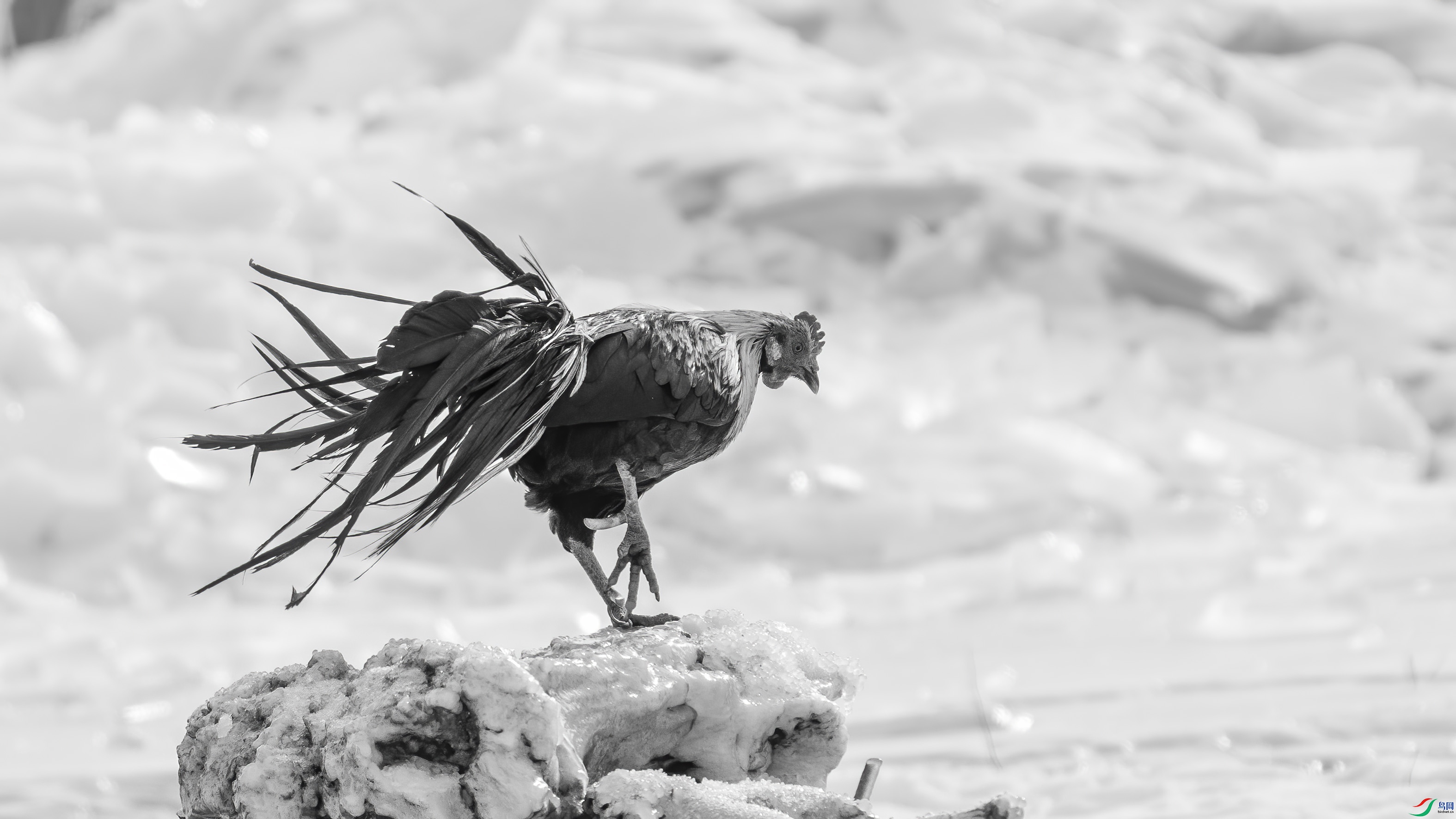 DSC06189 ����.jpg