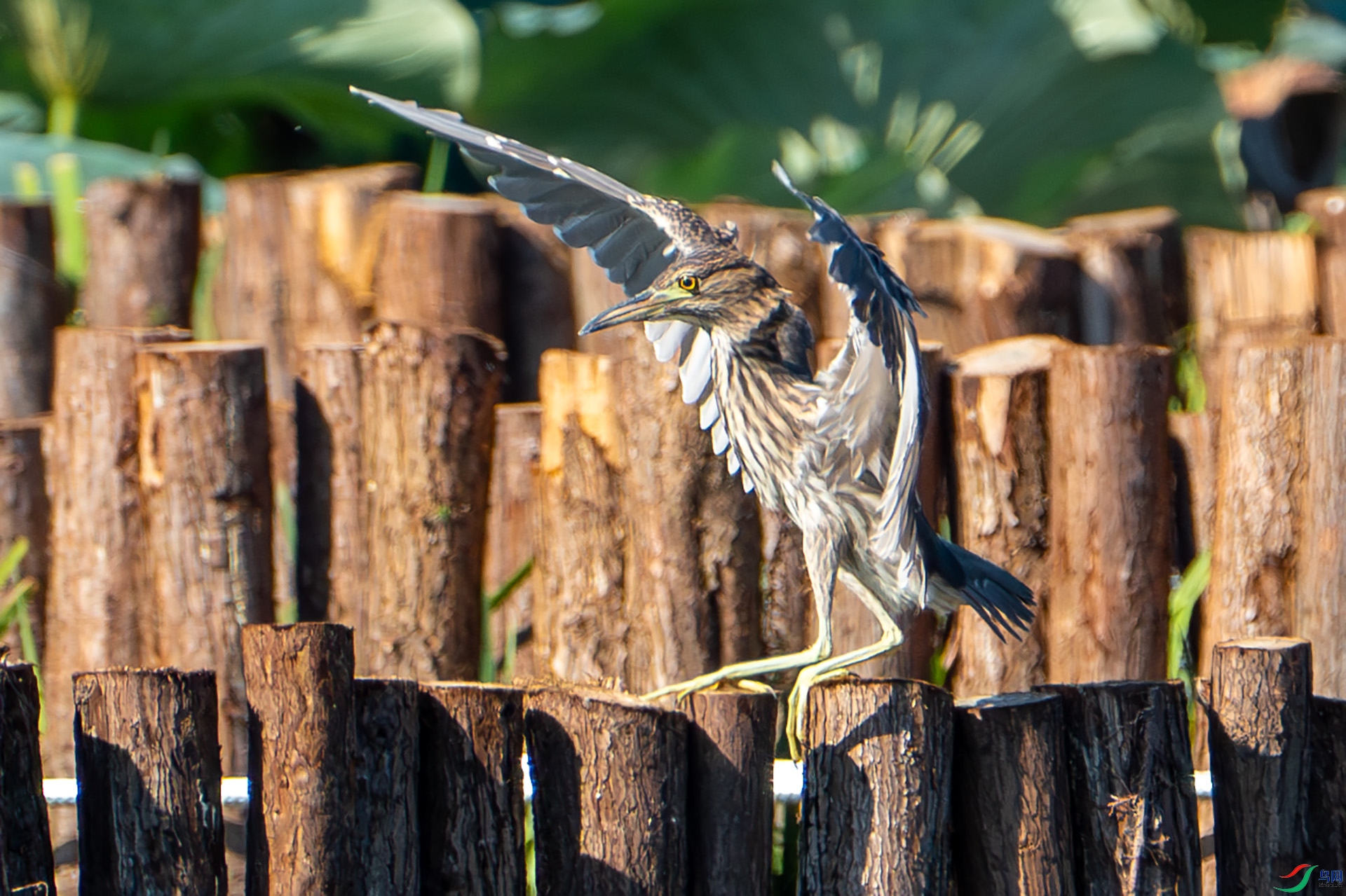 DSC01797-����ǿ-NR ����.jpg