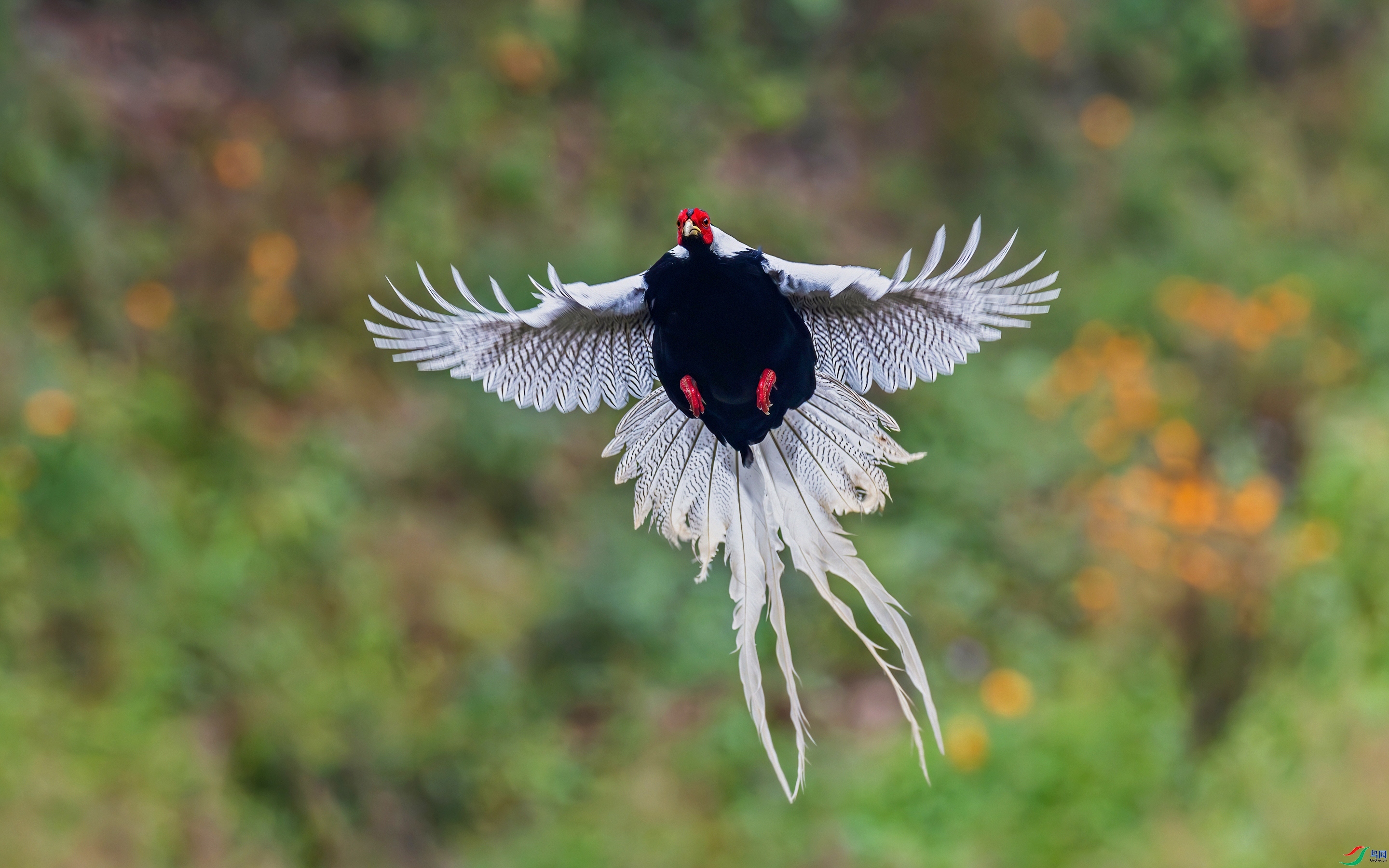 1.9Դ����Ȼ��ʦ��Ʒ  �����Է��¡� ��ף���ٻ����������.jpg