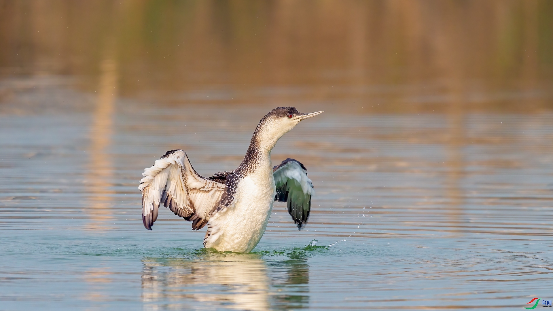 1.10�ƽ�Ҷ��ʦ��Ʒ   ���Ǳ�� ��ף���ٻ����Ѿ�����.jpg