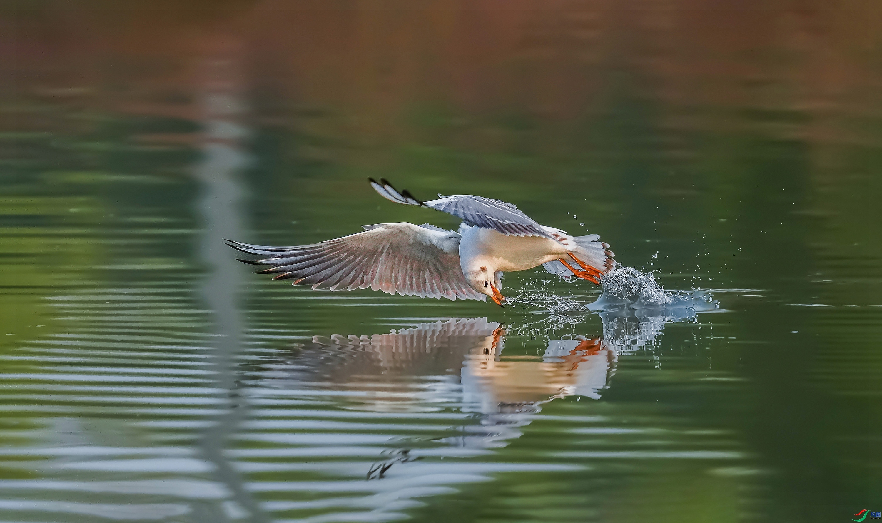 1.10�����ʦ��Ʒ   ����ʳ ��ף���ٻ��Ա������.jpg