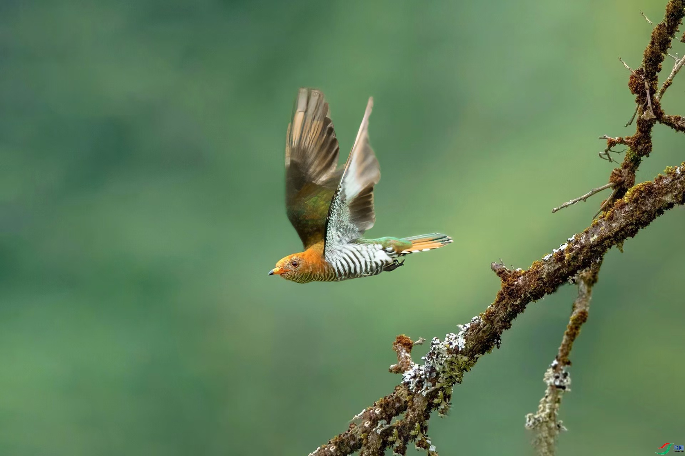 1.10��������ʦ��Ʒ   ���� ��ף���ٻ����Ѿ�����.jpg