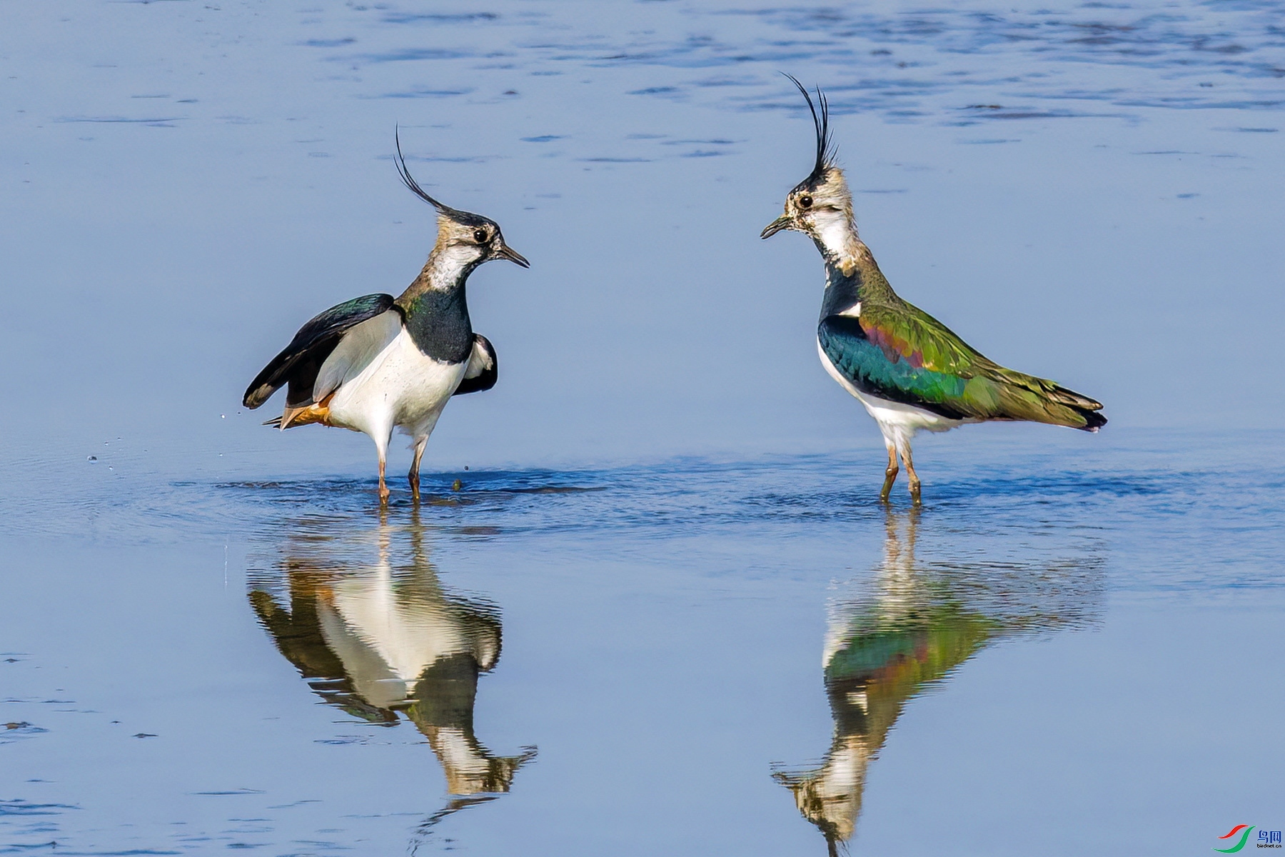 1.10��������ʦ��Ʒ  ���� ��ף���ٻ���Ӱʦ������.jpg