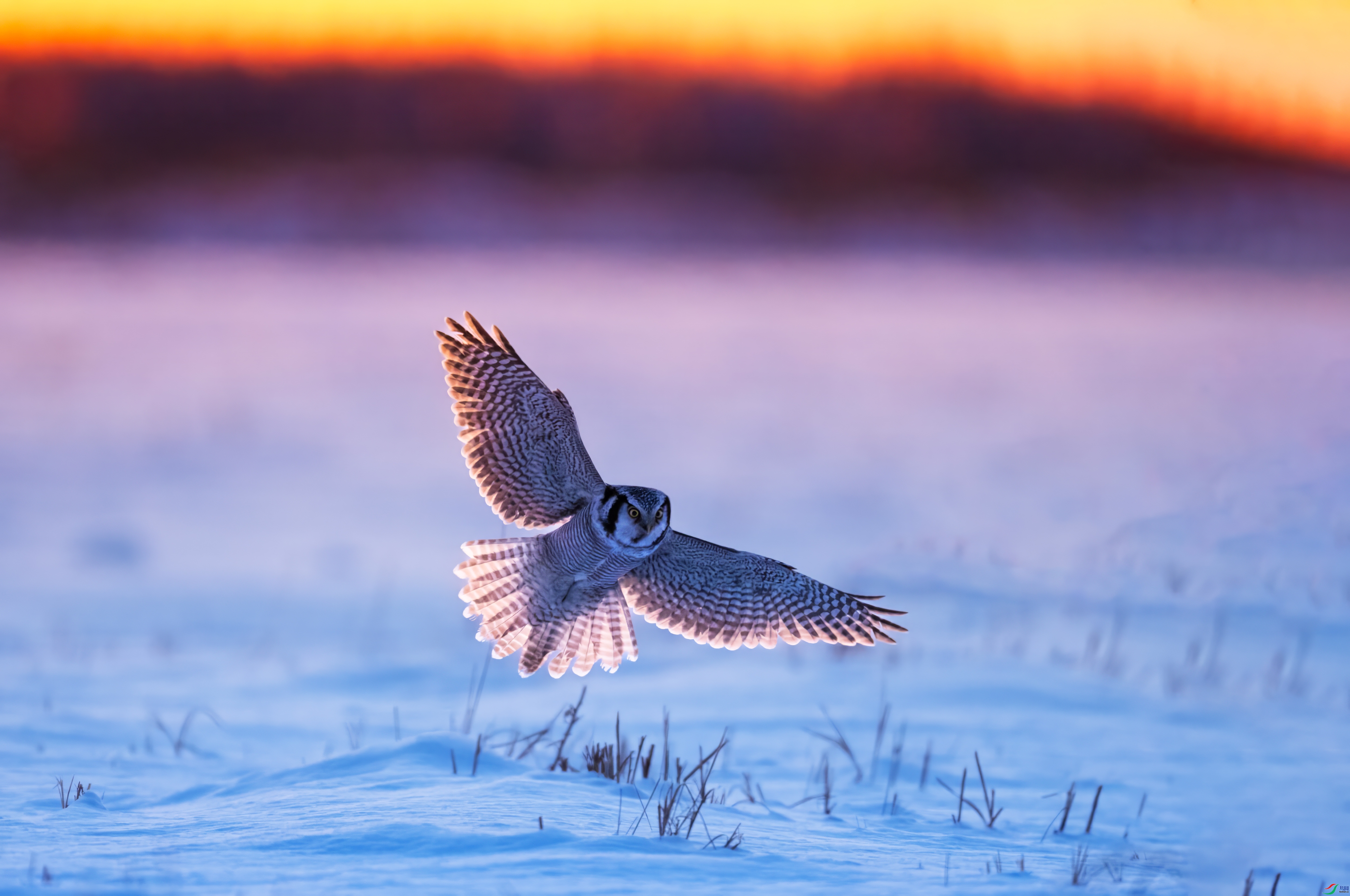 1.11����������ʦ��Ʒ   ѩ�����^ ��ף���ٻ����������.jpg