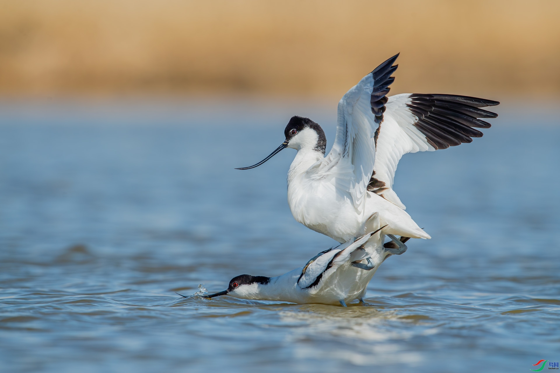 ���۵İ�  ���� 0459����  ��һ.jpg