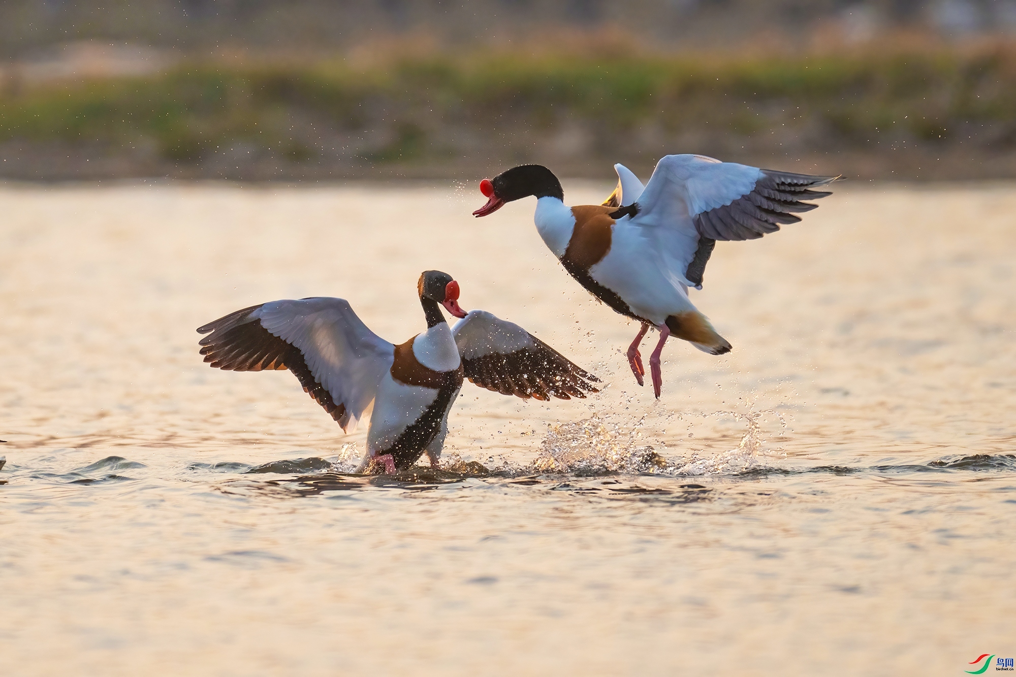 ��ůϦ�� ���� 0451x  �ܶ�.jpg