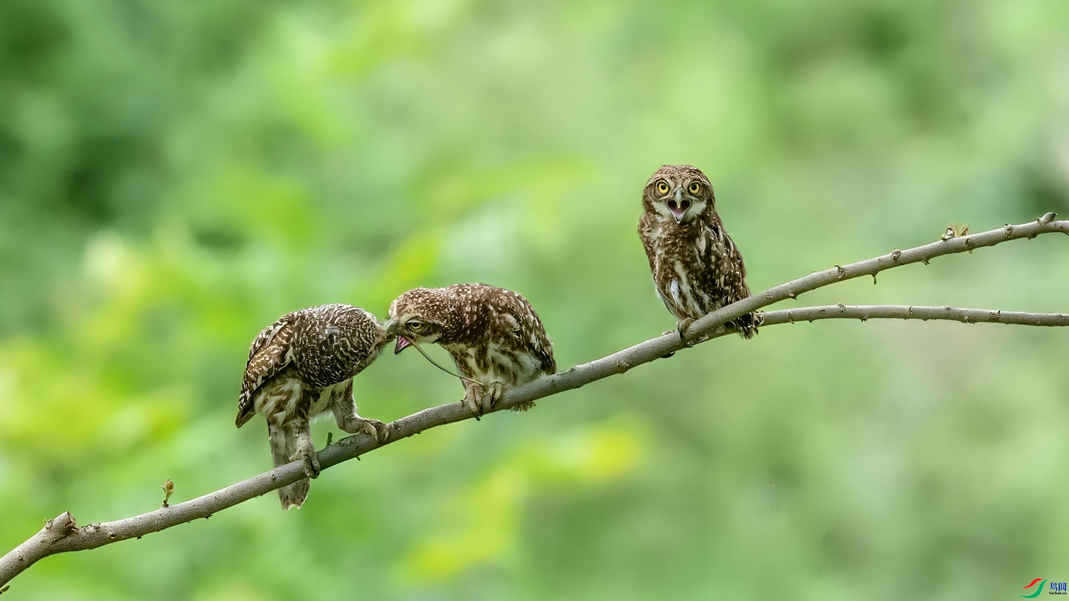 �ֵ��� ���� СС�ո� �ܶ�.jpg