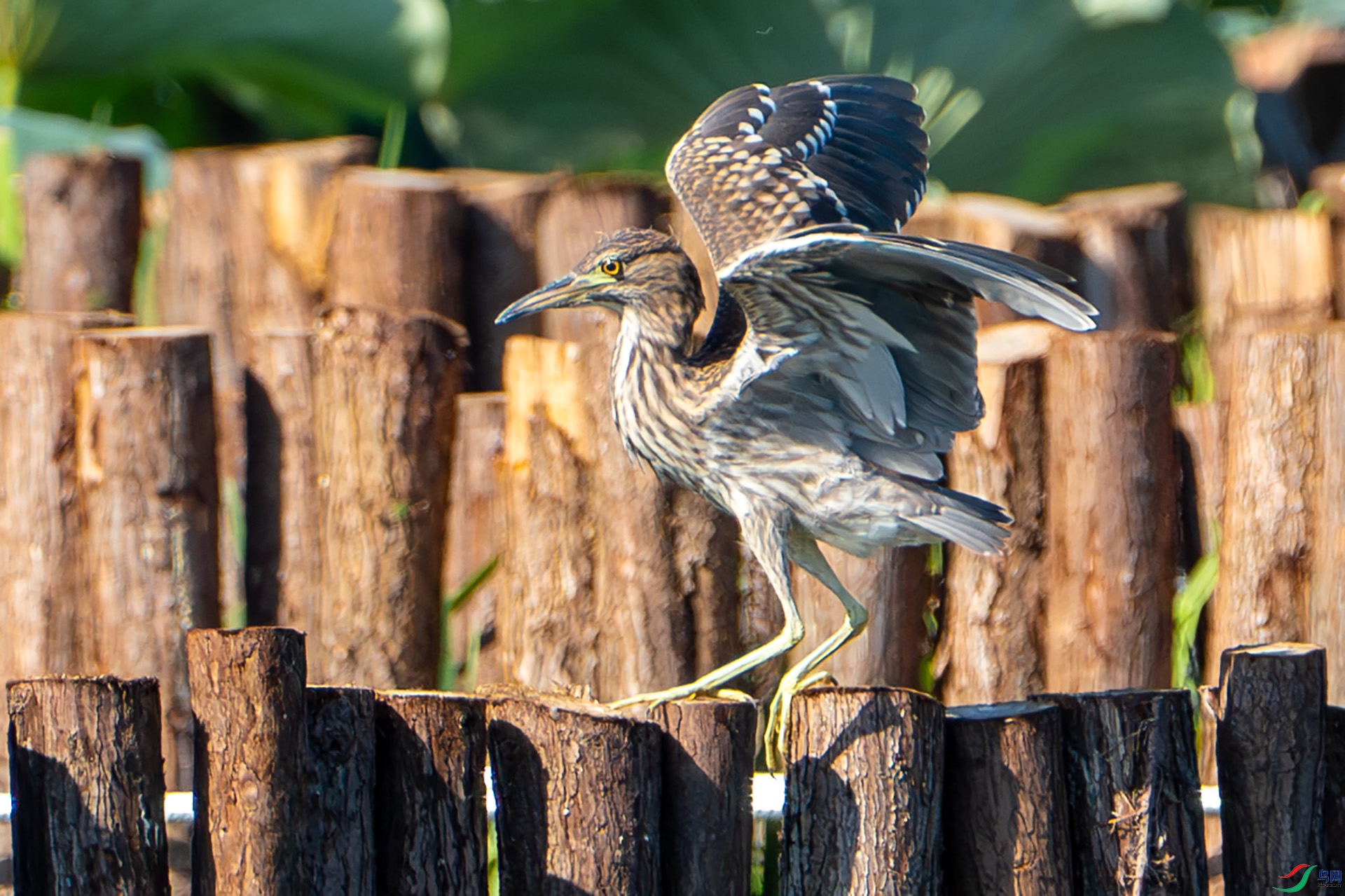 DSC01799-����ǿ-NR ����.jpg