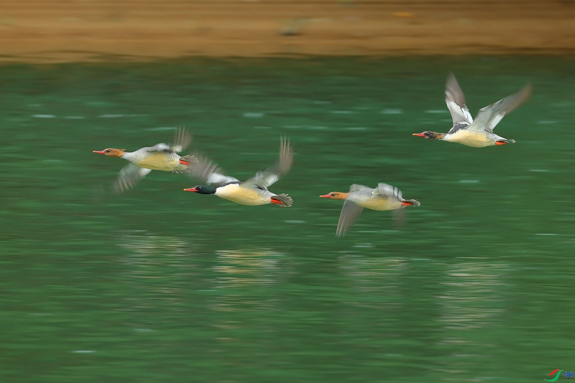 �л���ɳѼ ���� 8341  ����.jpg