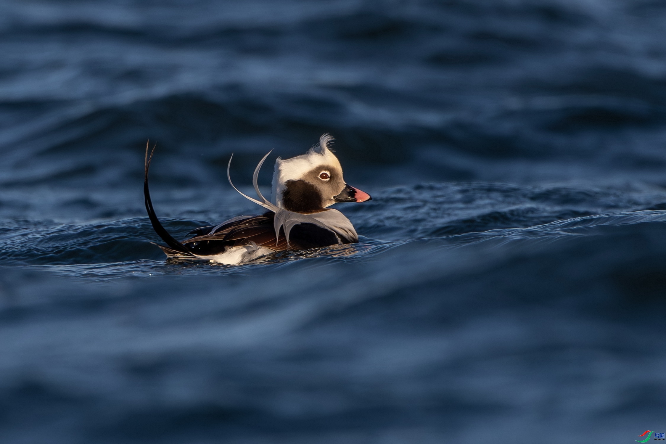 ��βѼ  ���� ��ʯ ����.jpg