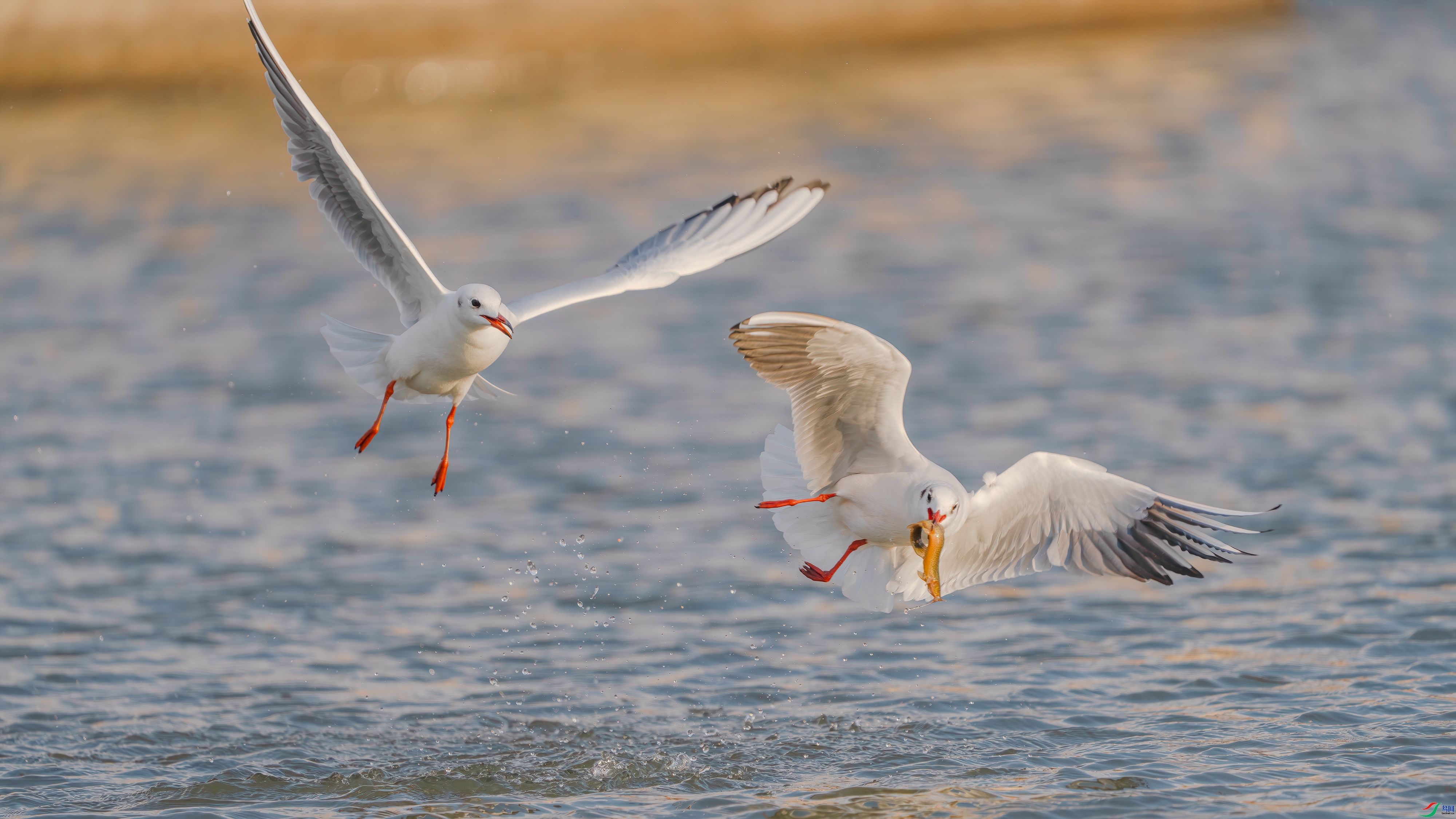 ����һ����  ���� С�׺� ����.jpg