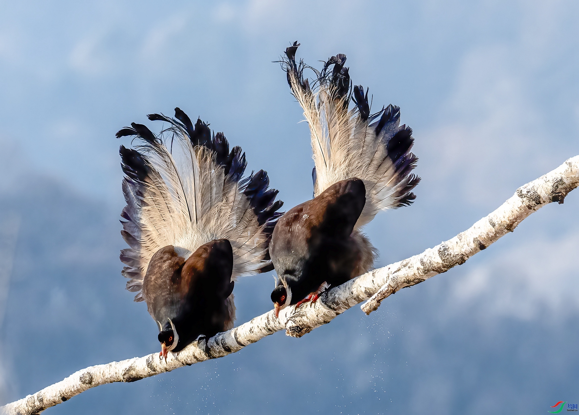 ��� ���� ������ ����.jpg