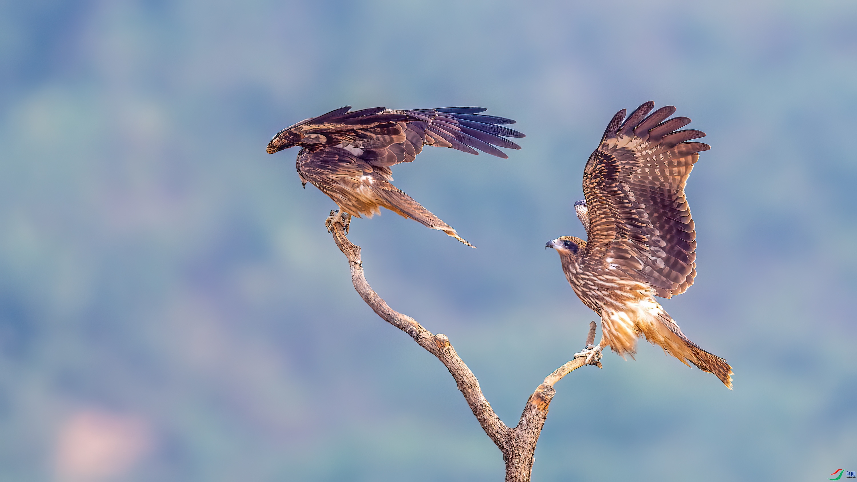 ����֦  ���� ��ѧ�� ����.jpg