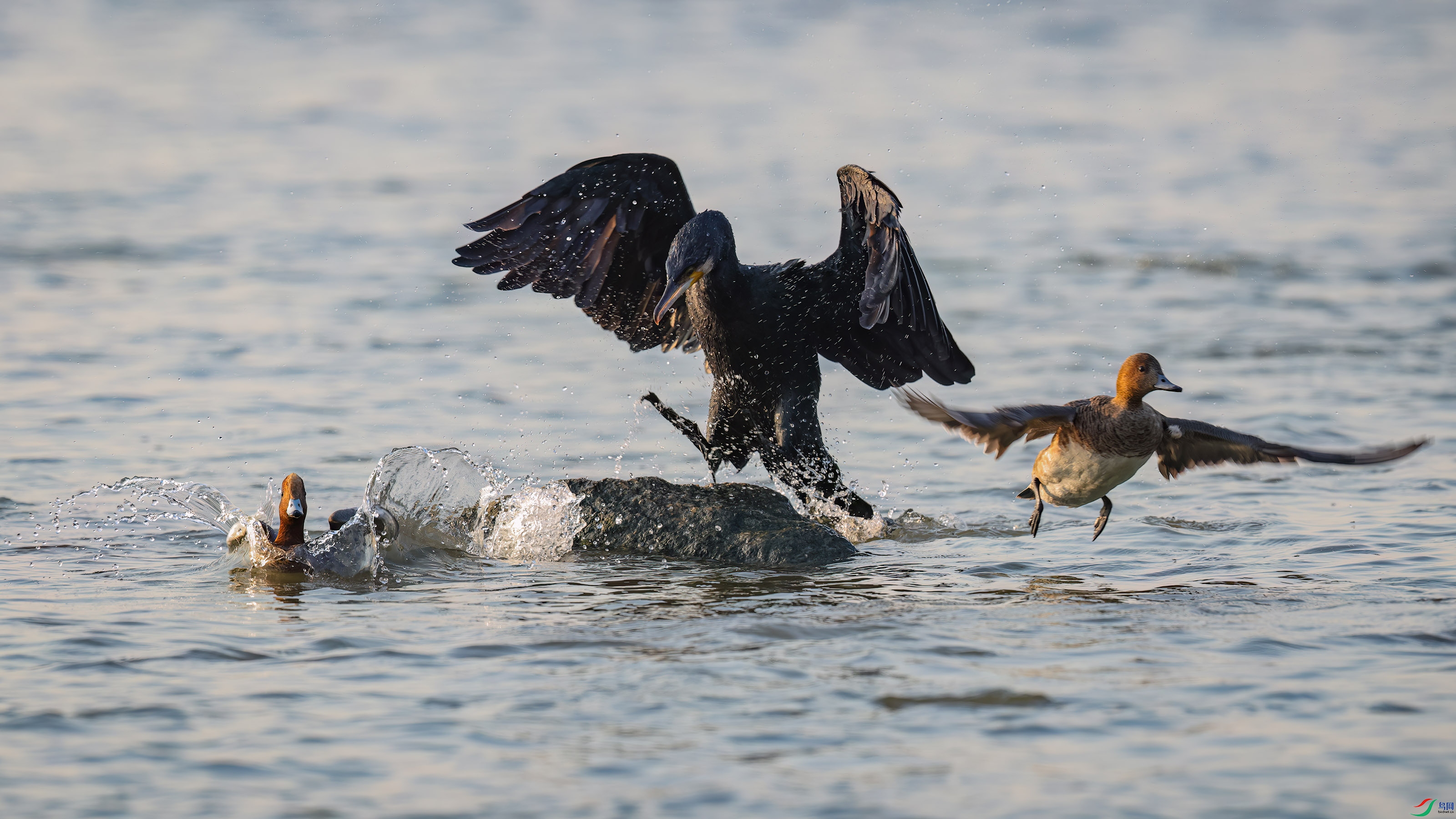 _E8A8936 ���� w.jpg