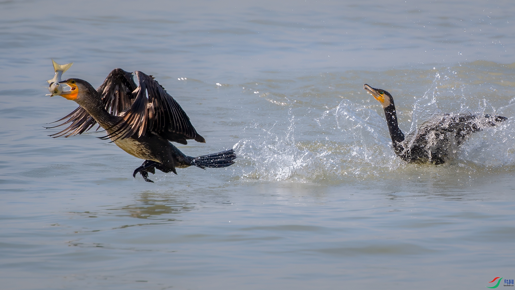 DSC_2344 ����.jpg