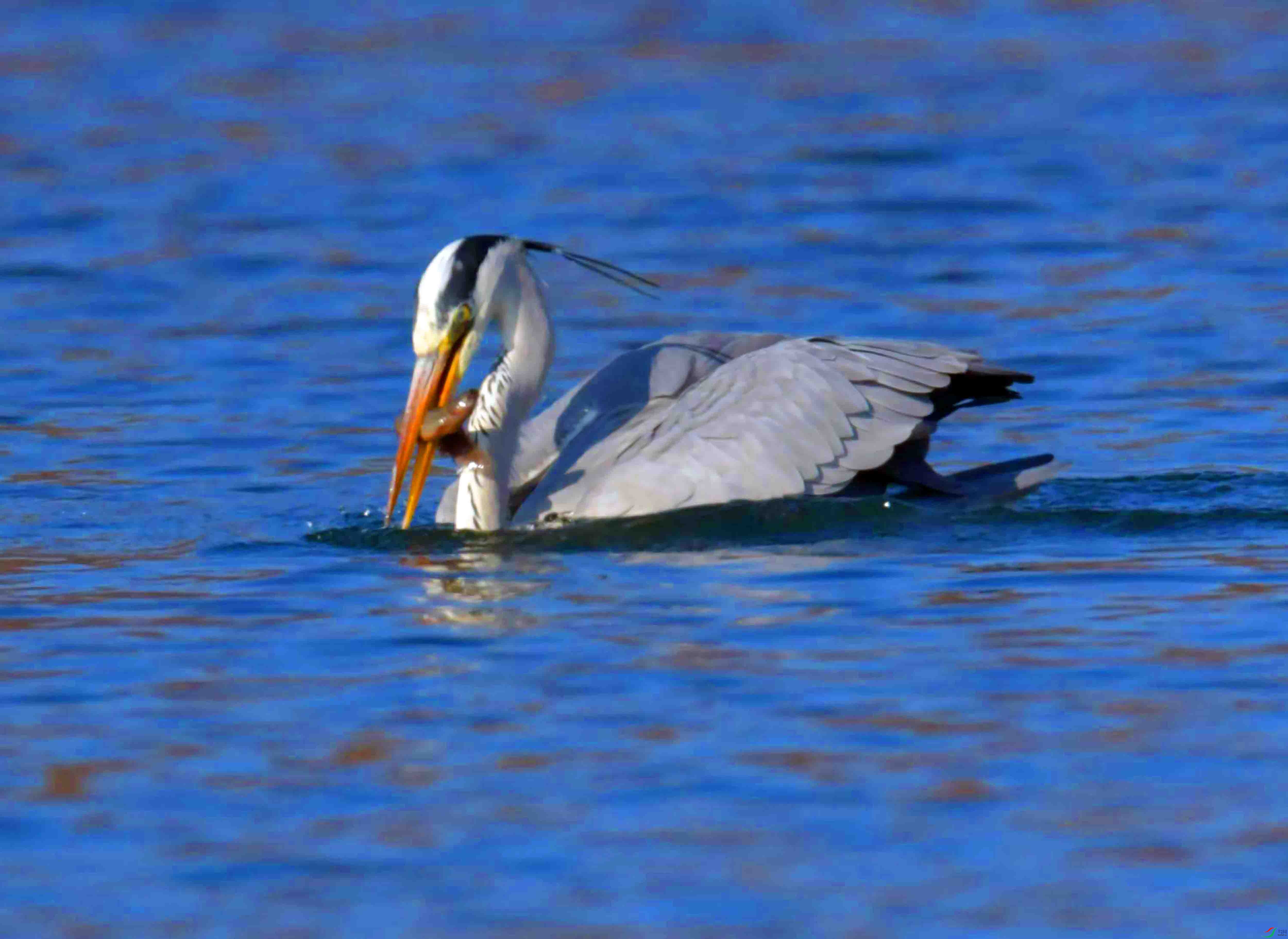DSC_2325.JPG