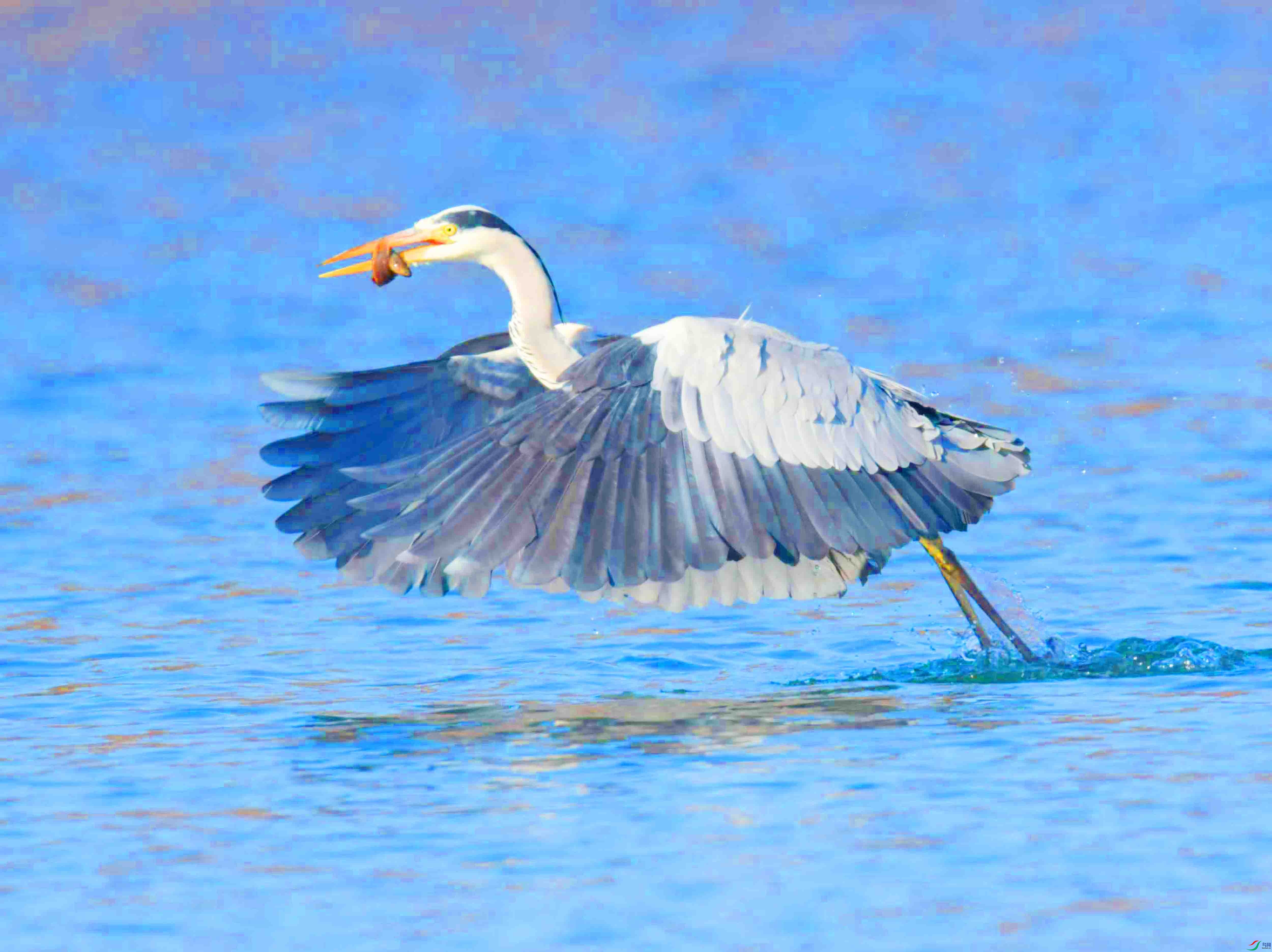 DSC_2329.JPG