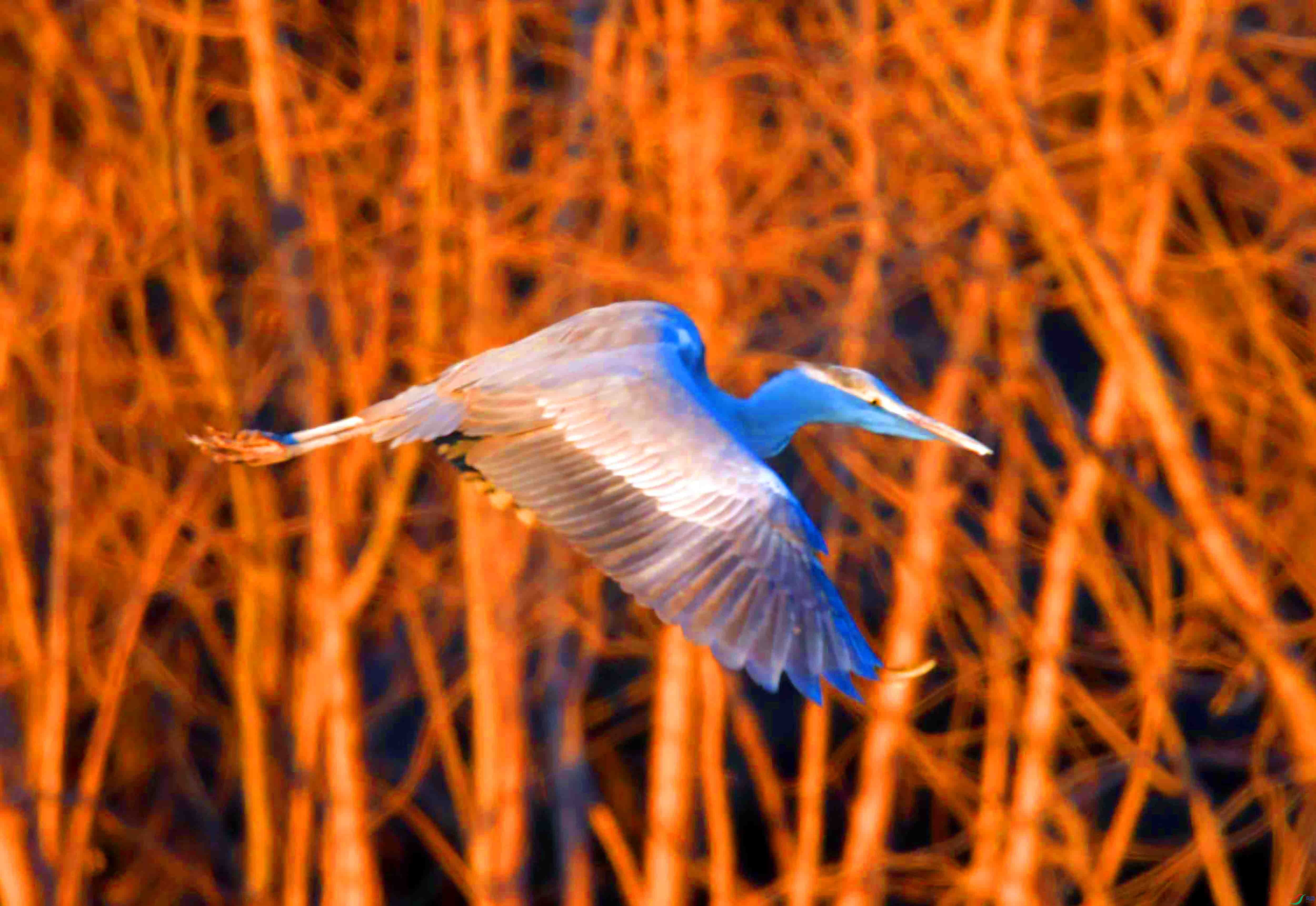 DSC_2526.JPG