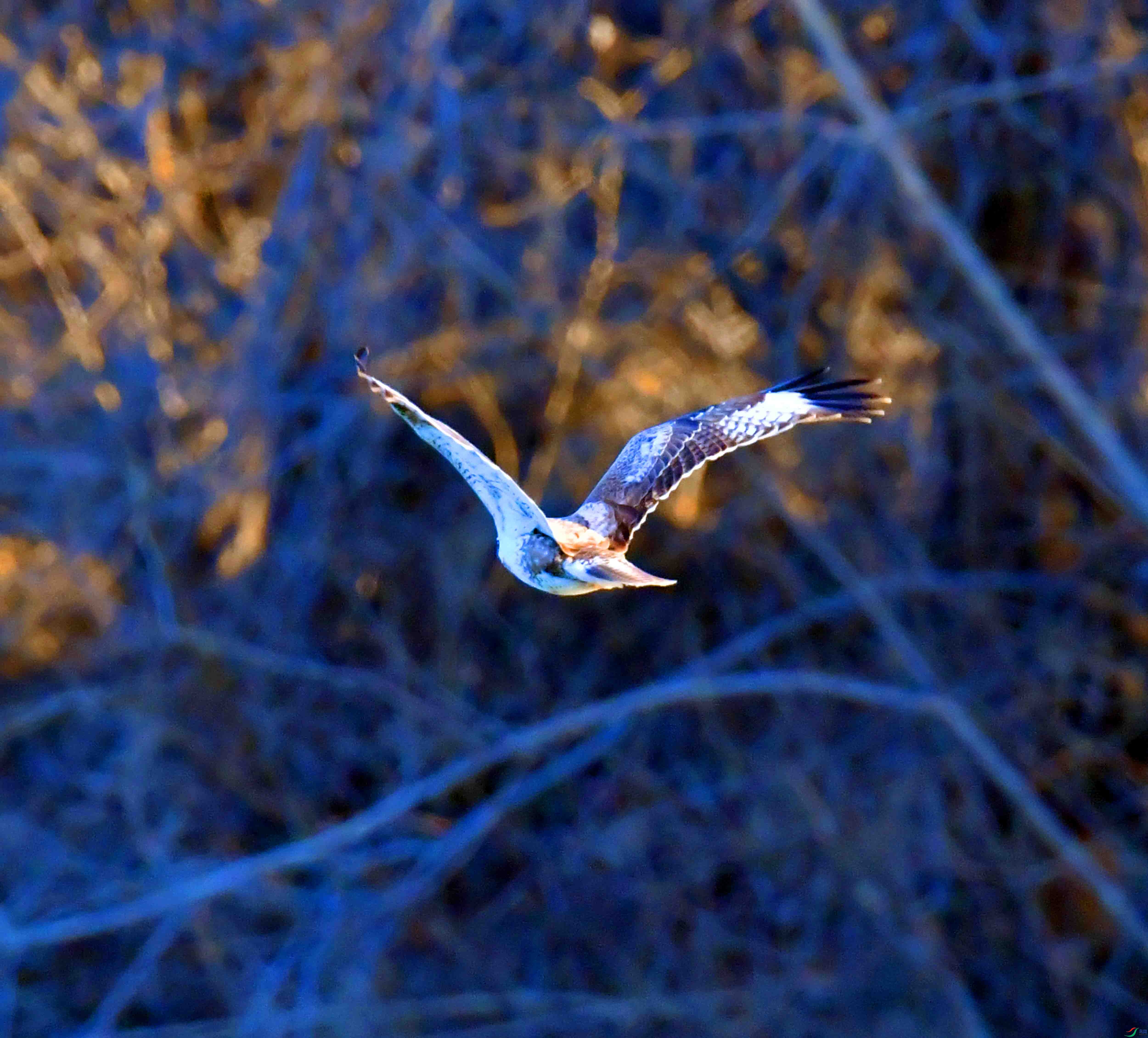 DSC_0026.JPG