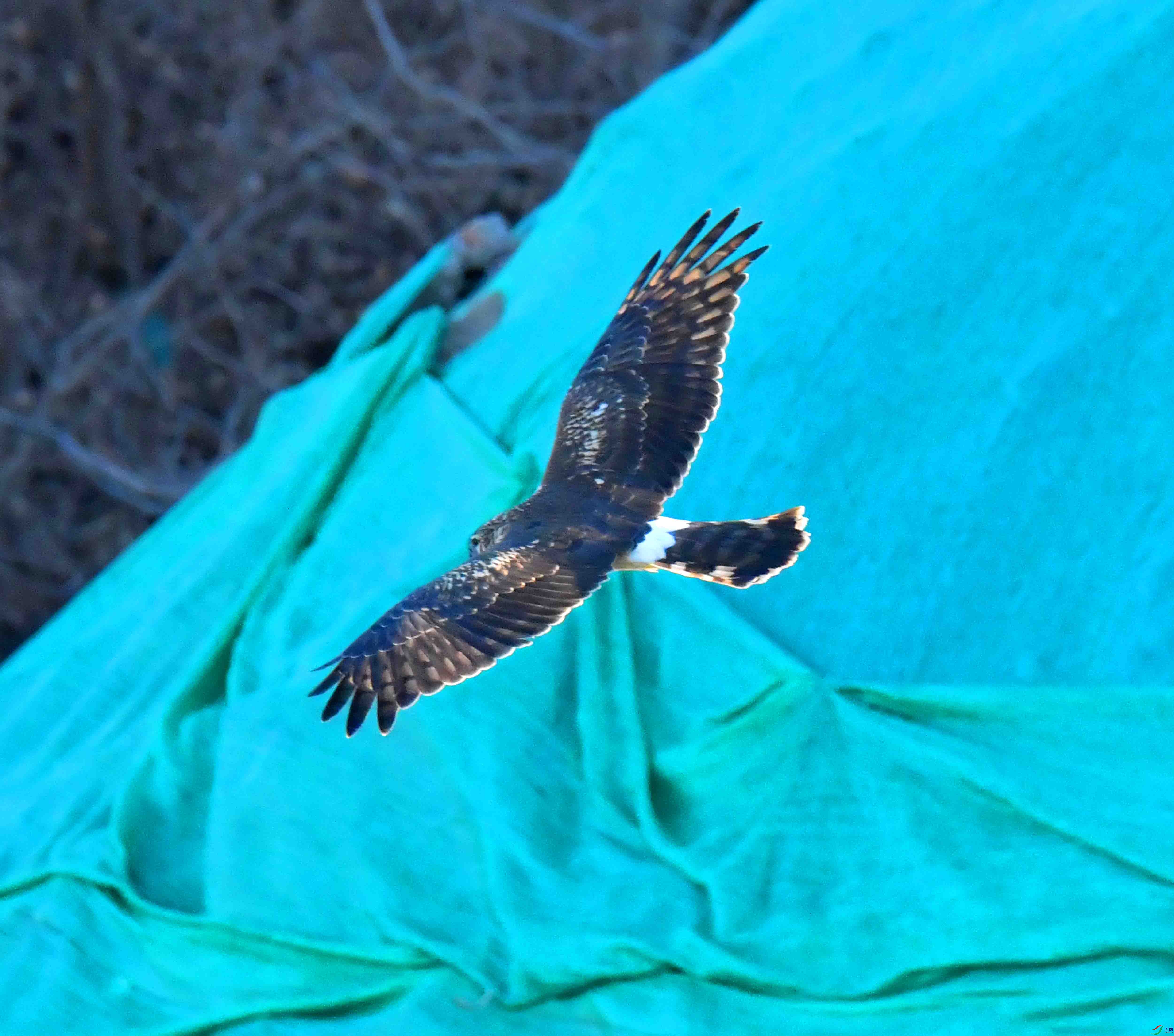 DSC_0069.JPG