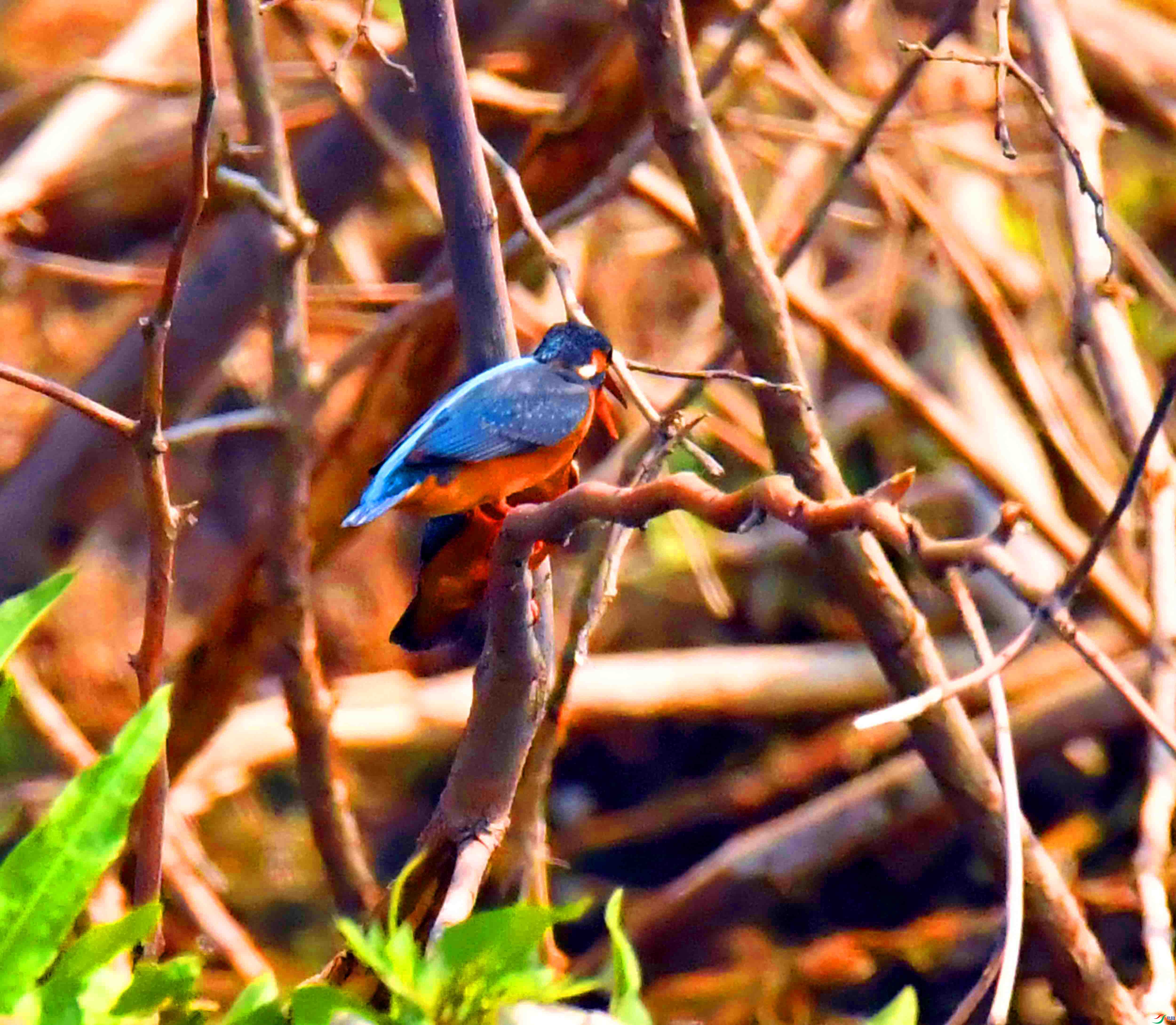 DSC_0872.JPG