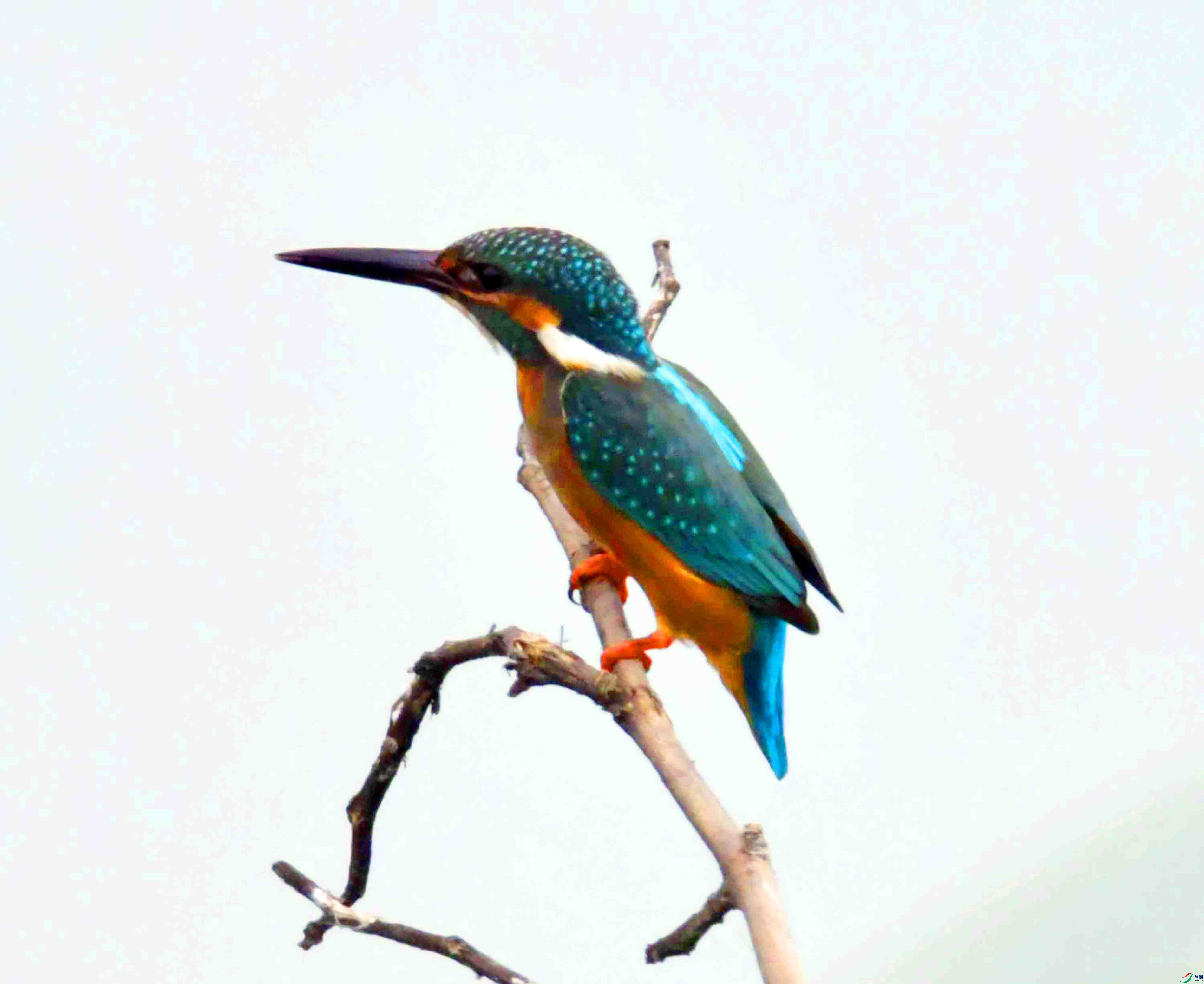 DSC_9856.JPG