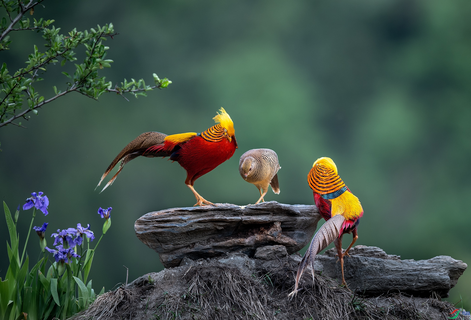 ����Ұ��