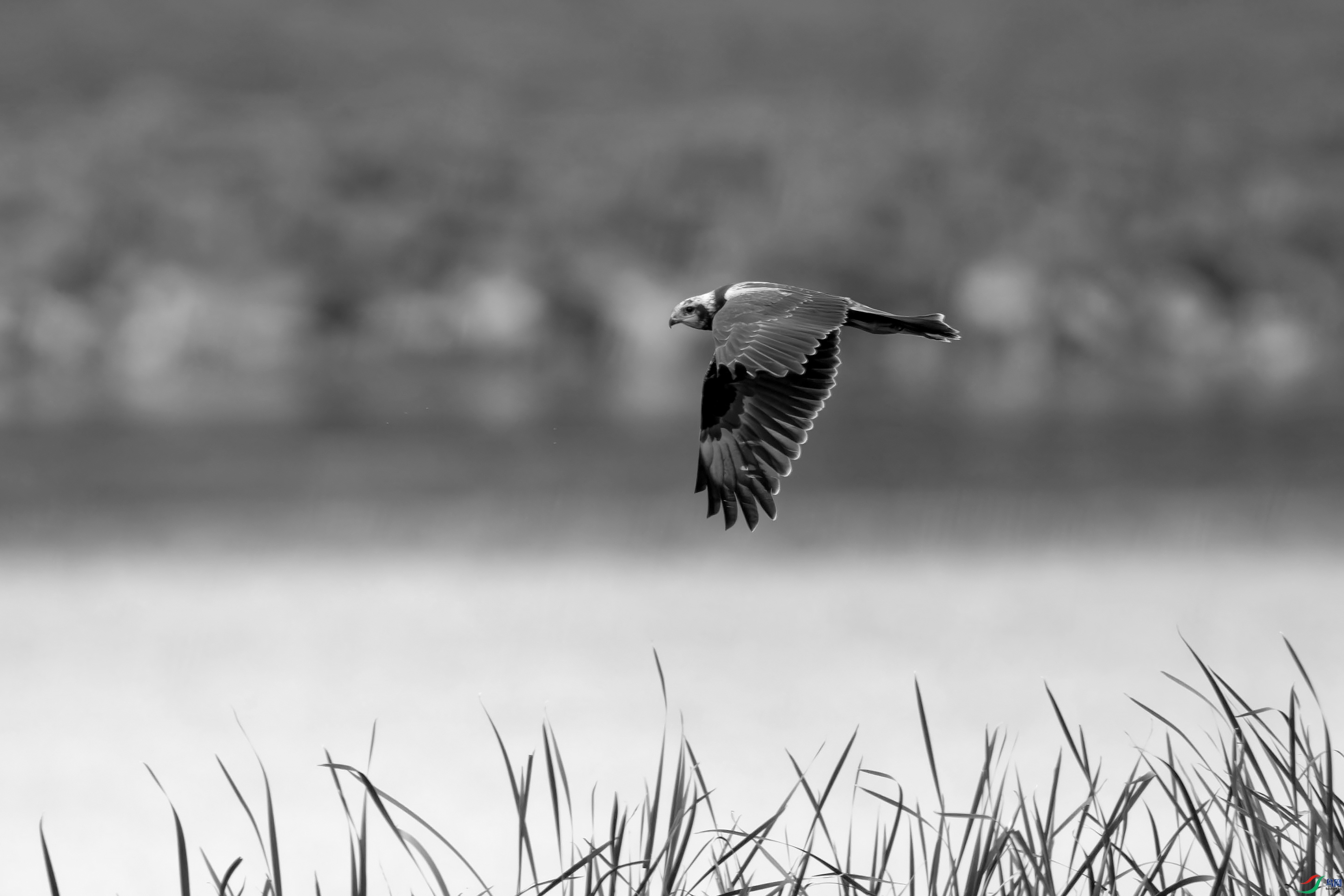 DSC_5105-.jpg