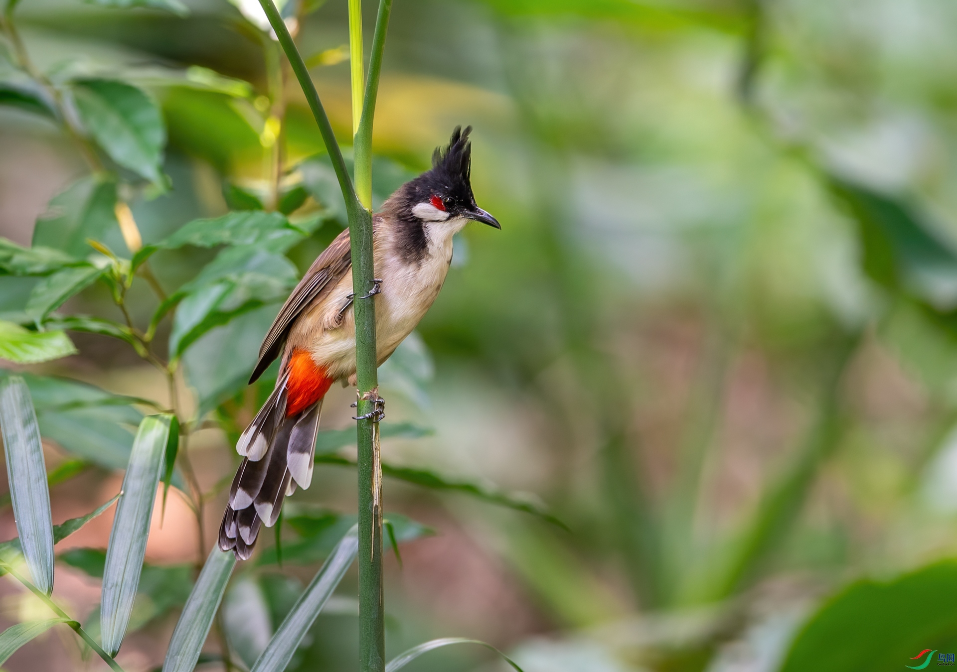 DSC_0379-1.jpg