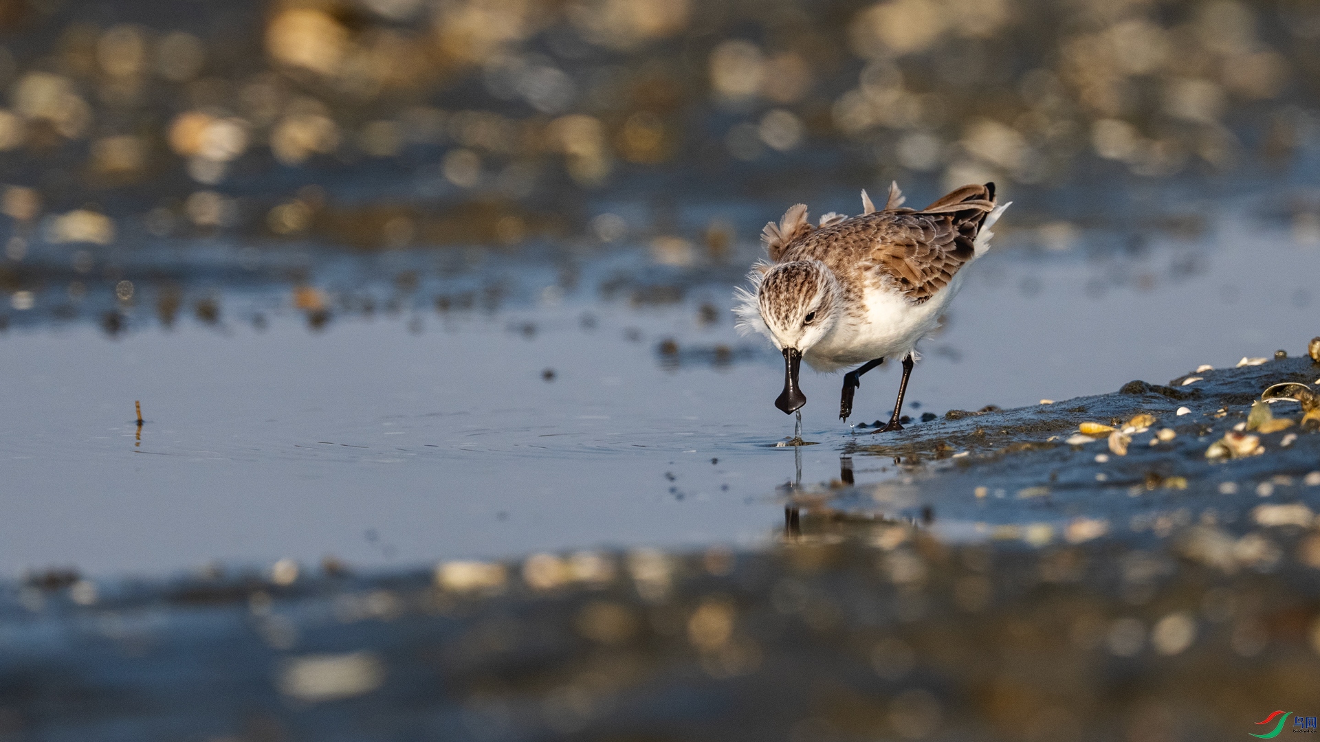 ��ʳ 5 İ�ϻ���.jpg