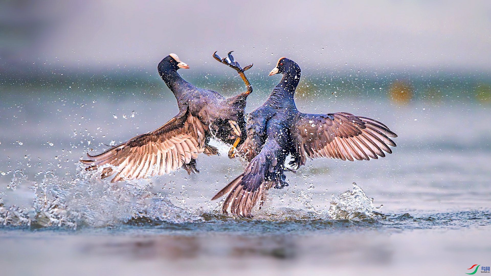 1_XXL6950-����ǿ-NR-1 ���� 2-1-1.jpeg