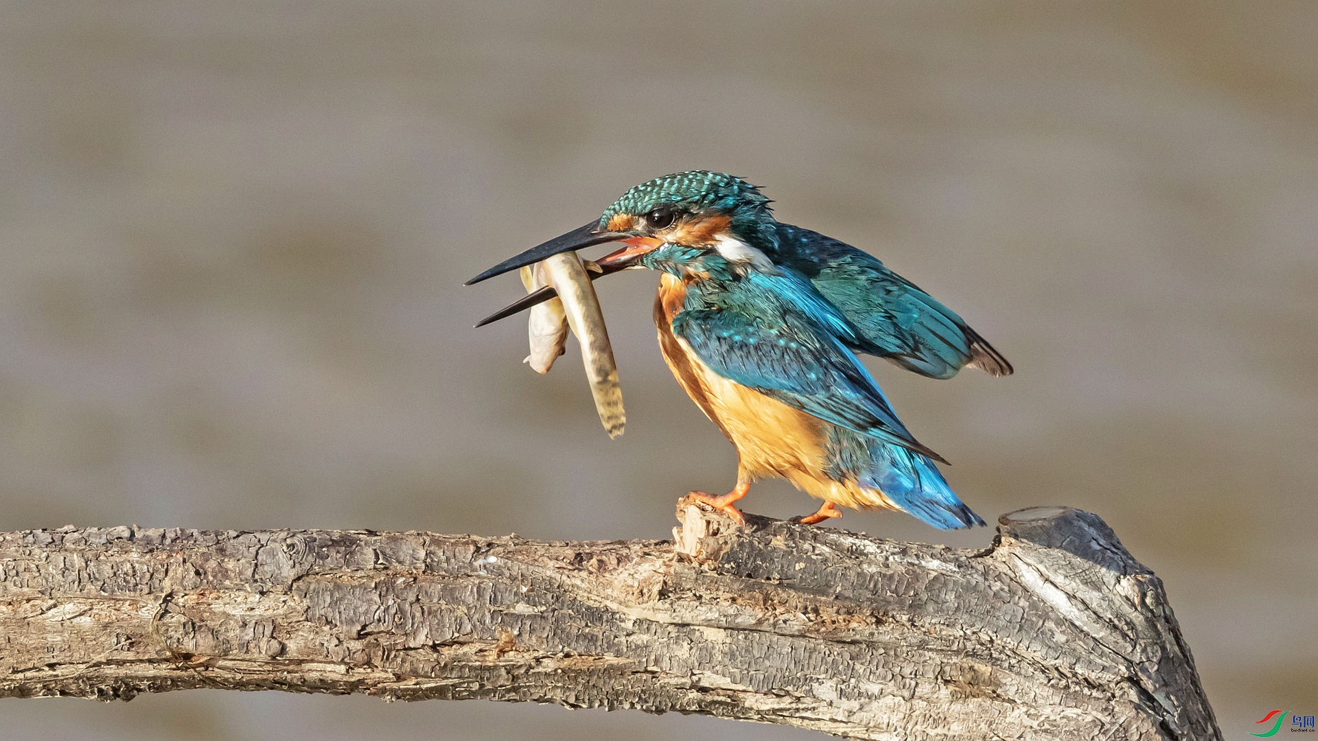 ��ͨ����