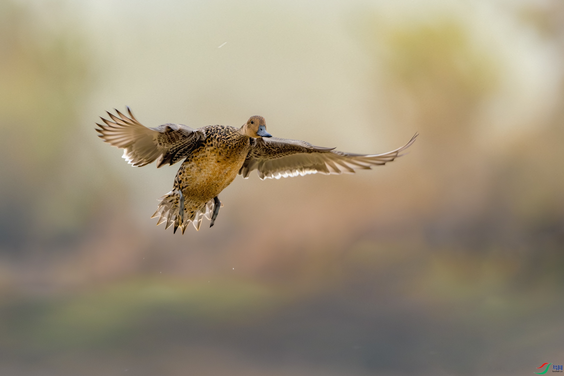 _DSC4343-����ǿ-NR ����_1.jpg