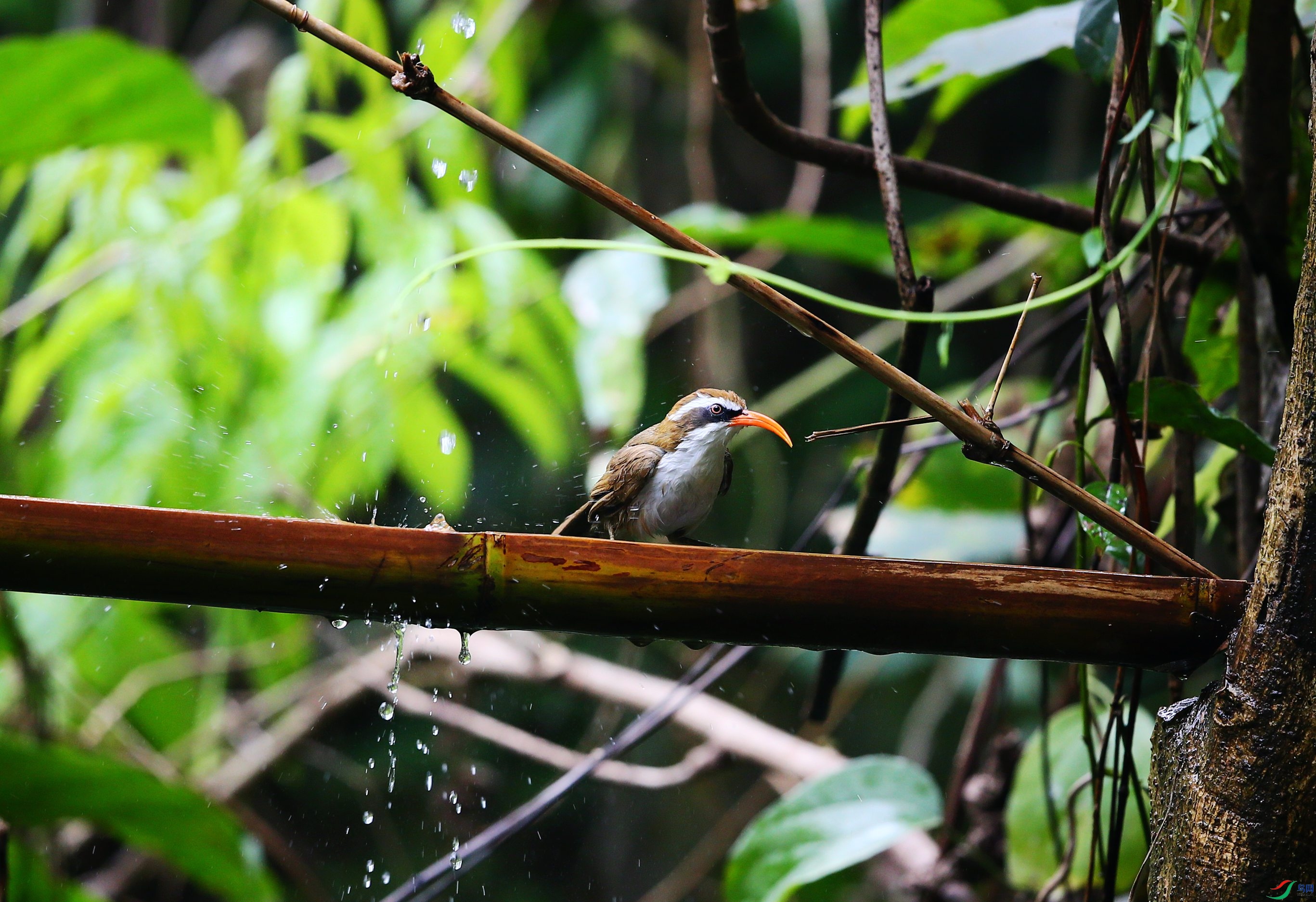 ���카���� (11).JPG