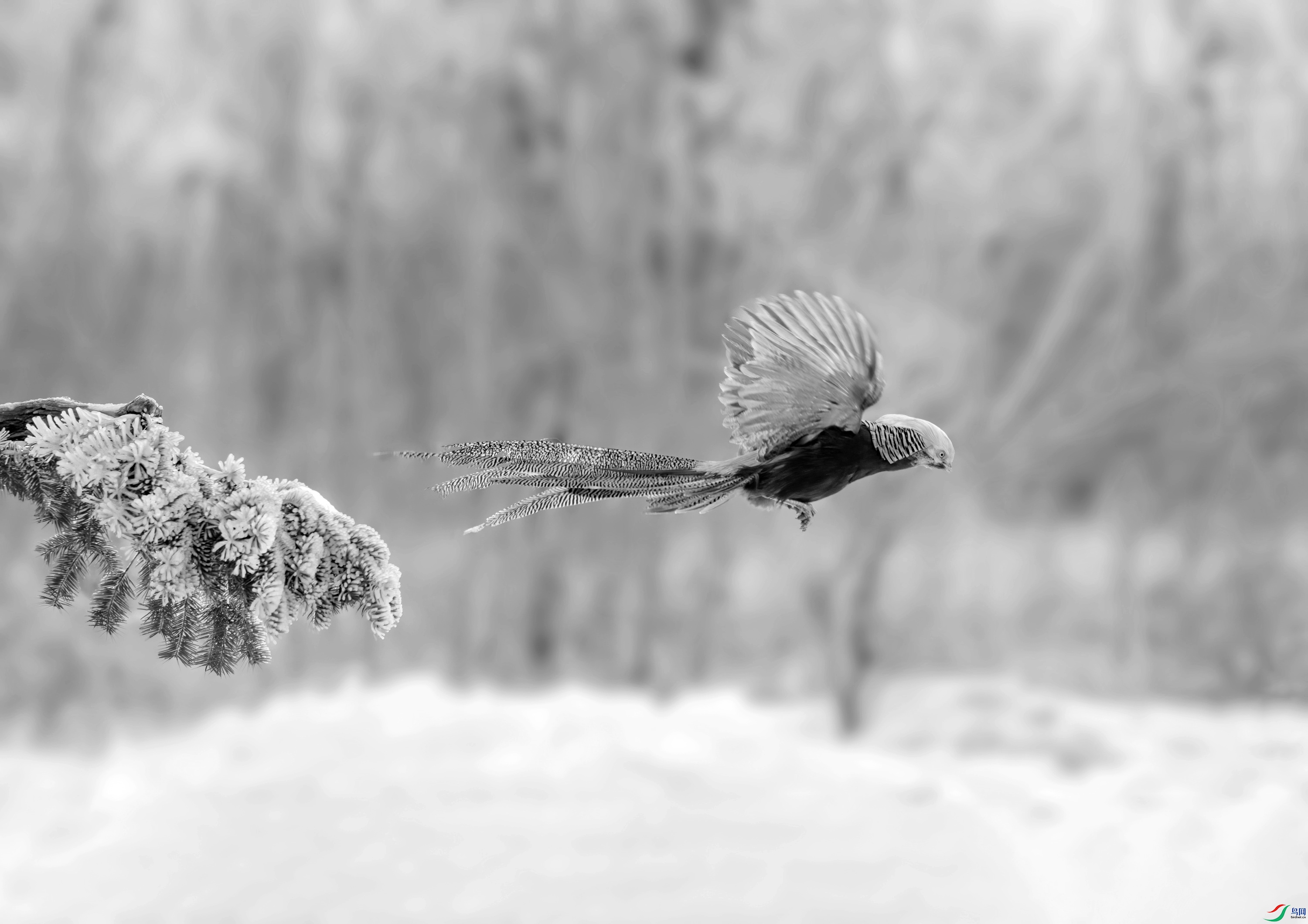 DSC04510 ����_����.jpg