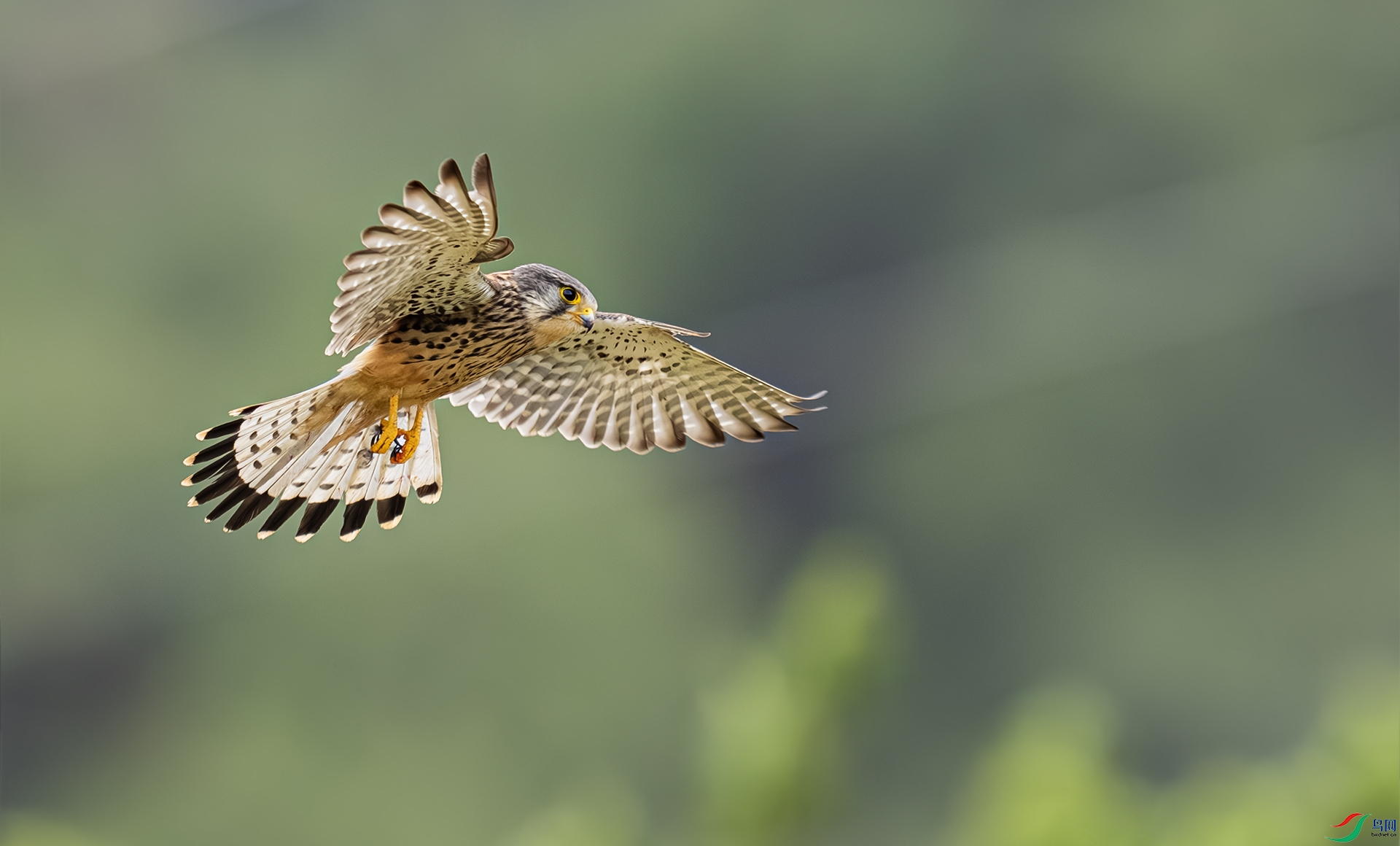 DSC08827- ����.jpg