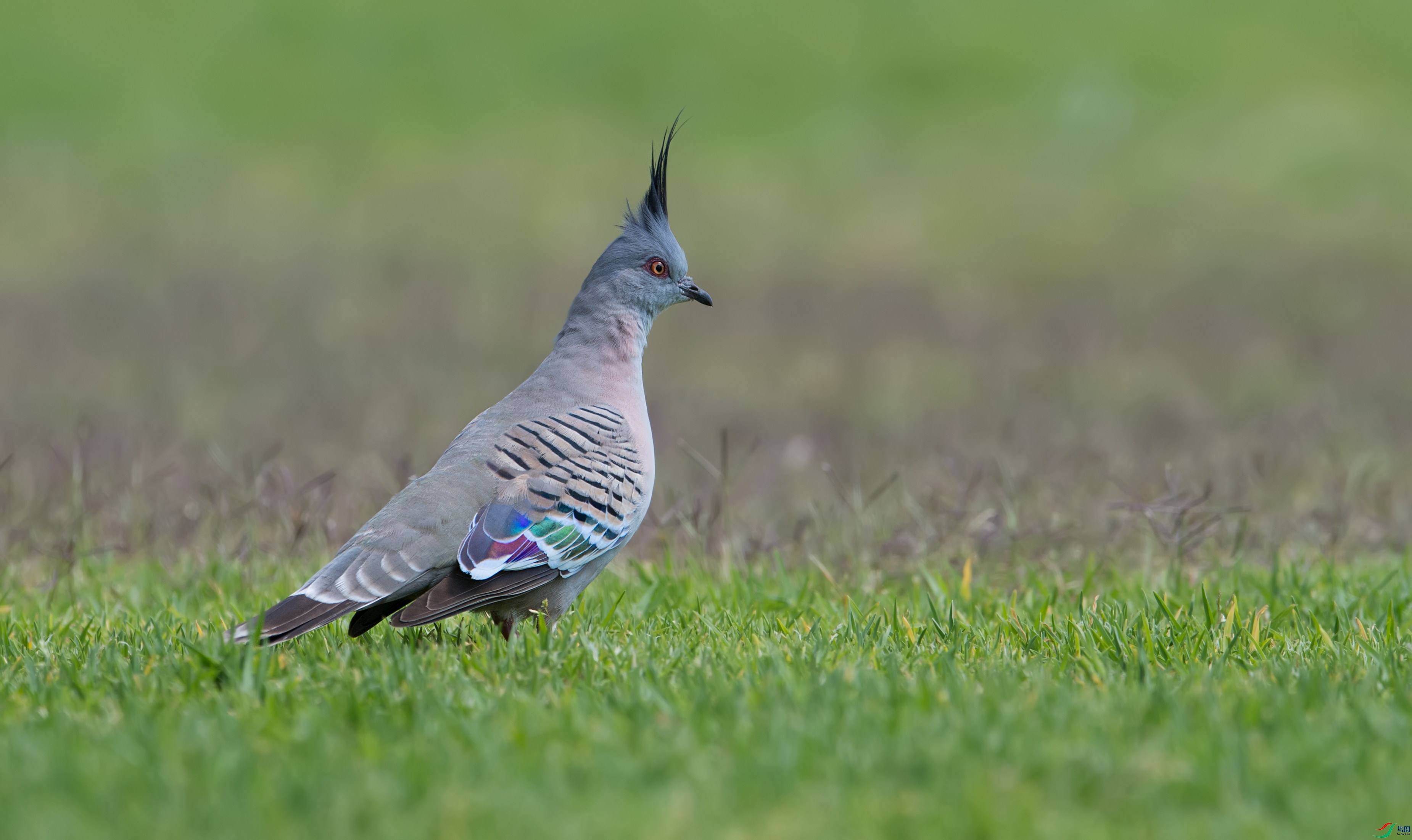 DSC_5305.jpg