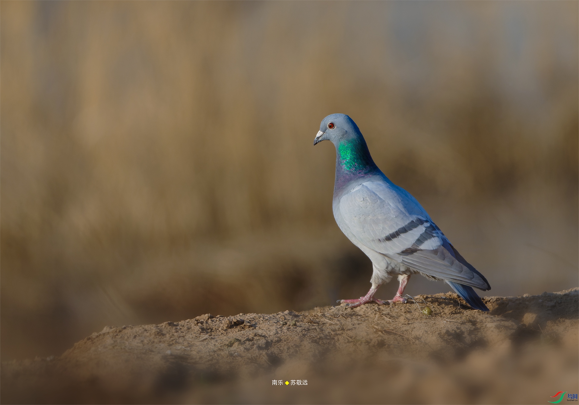 _DSC1720-NEF_DxOС.jpg