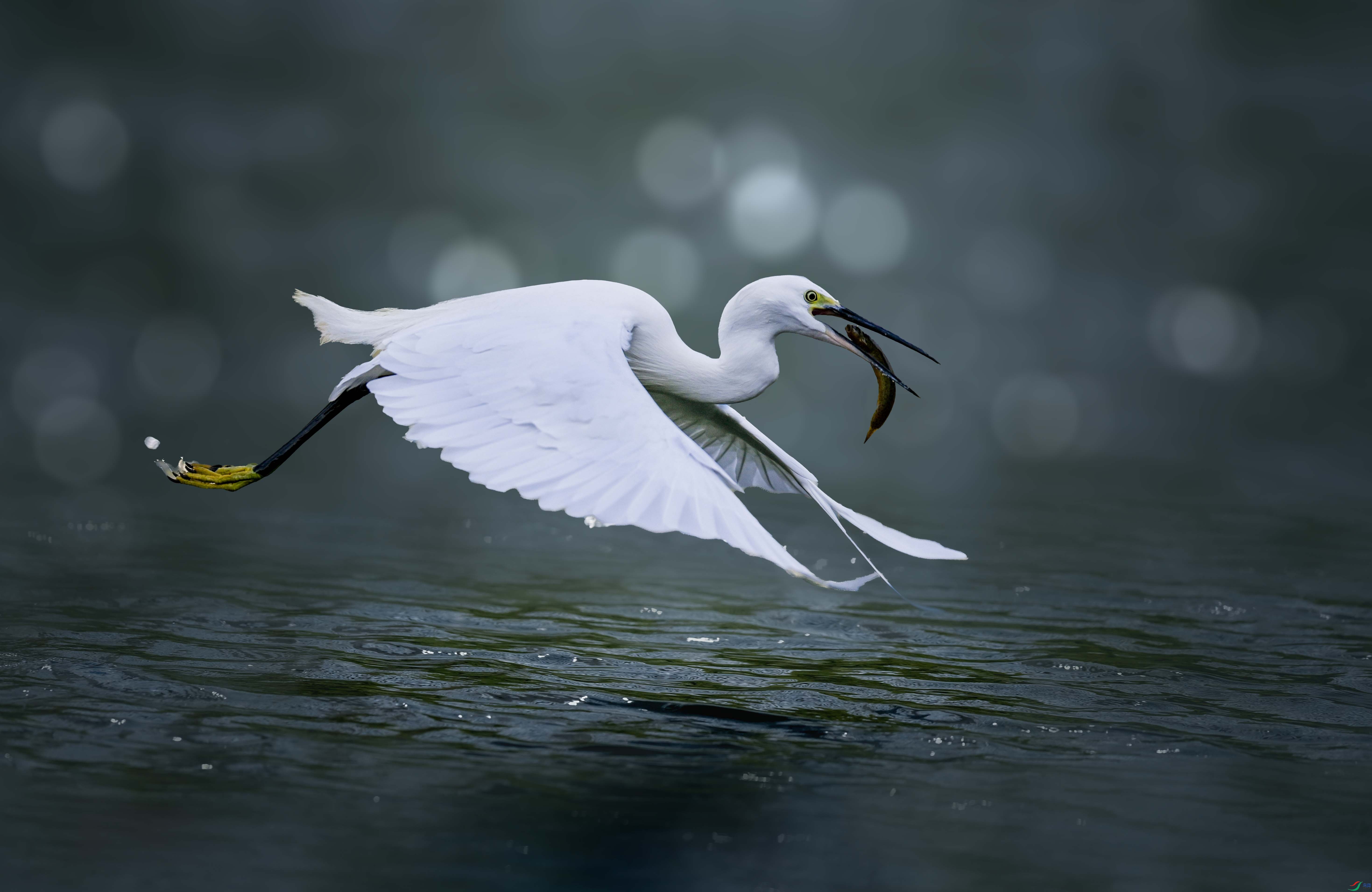 DSC_7415 1.jpg