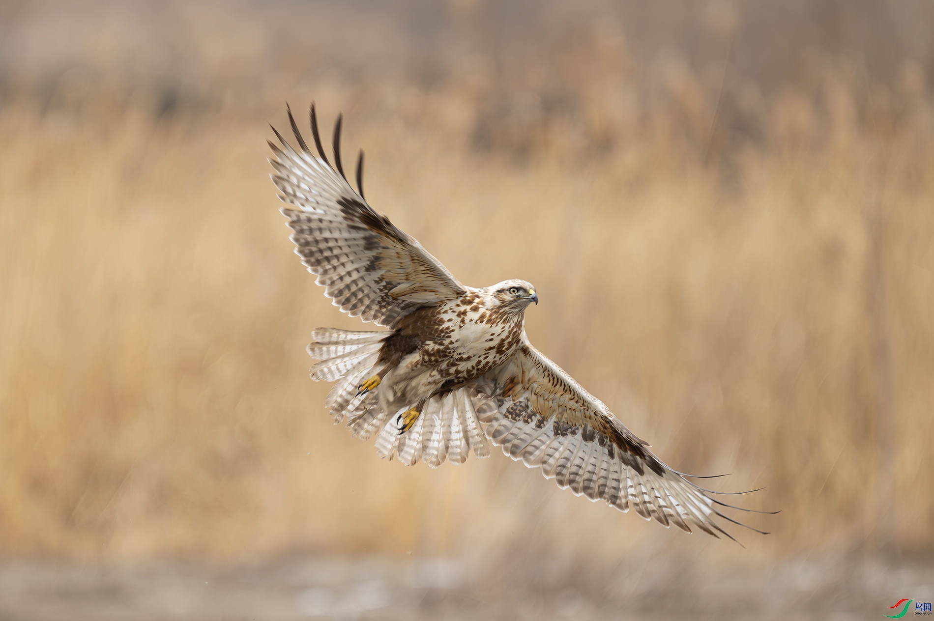 DSC_4087d.jpg