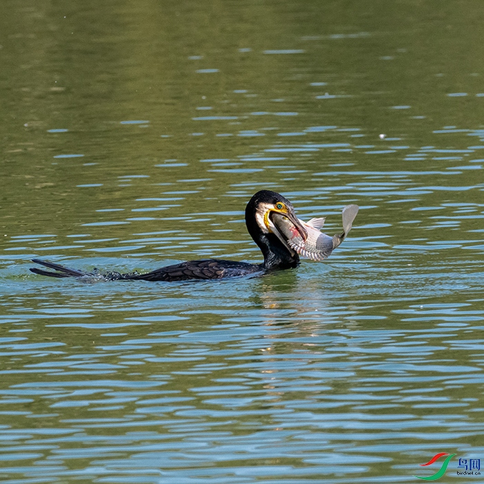 DSC_3615-111.jpg
