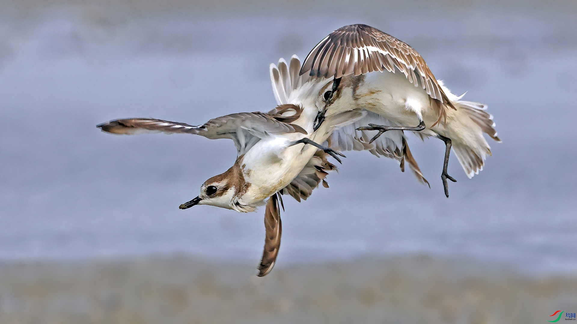 ���ɳ�a279-1 (1).jpg