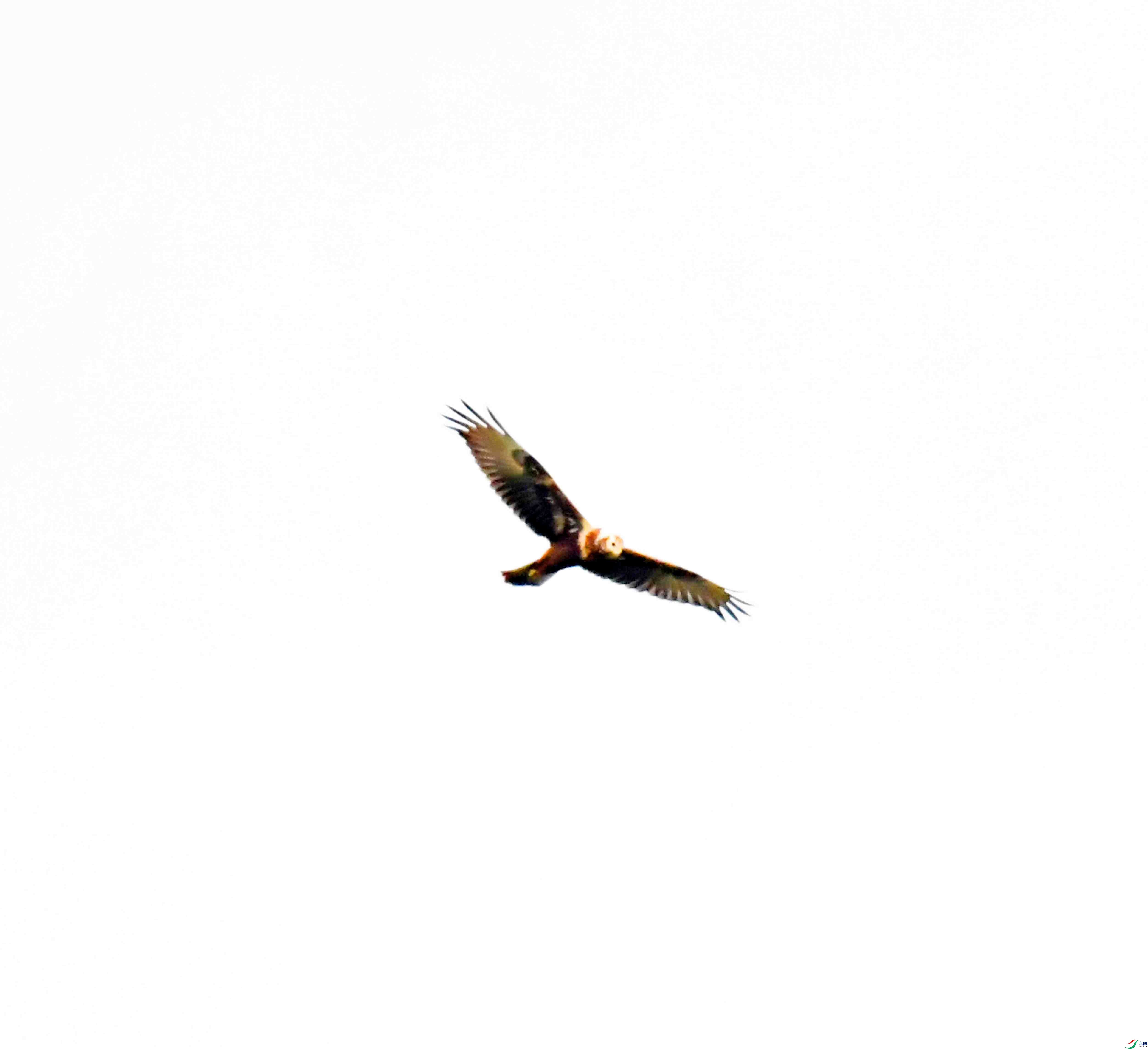 DSC_7964.JPG
